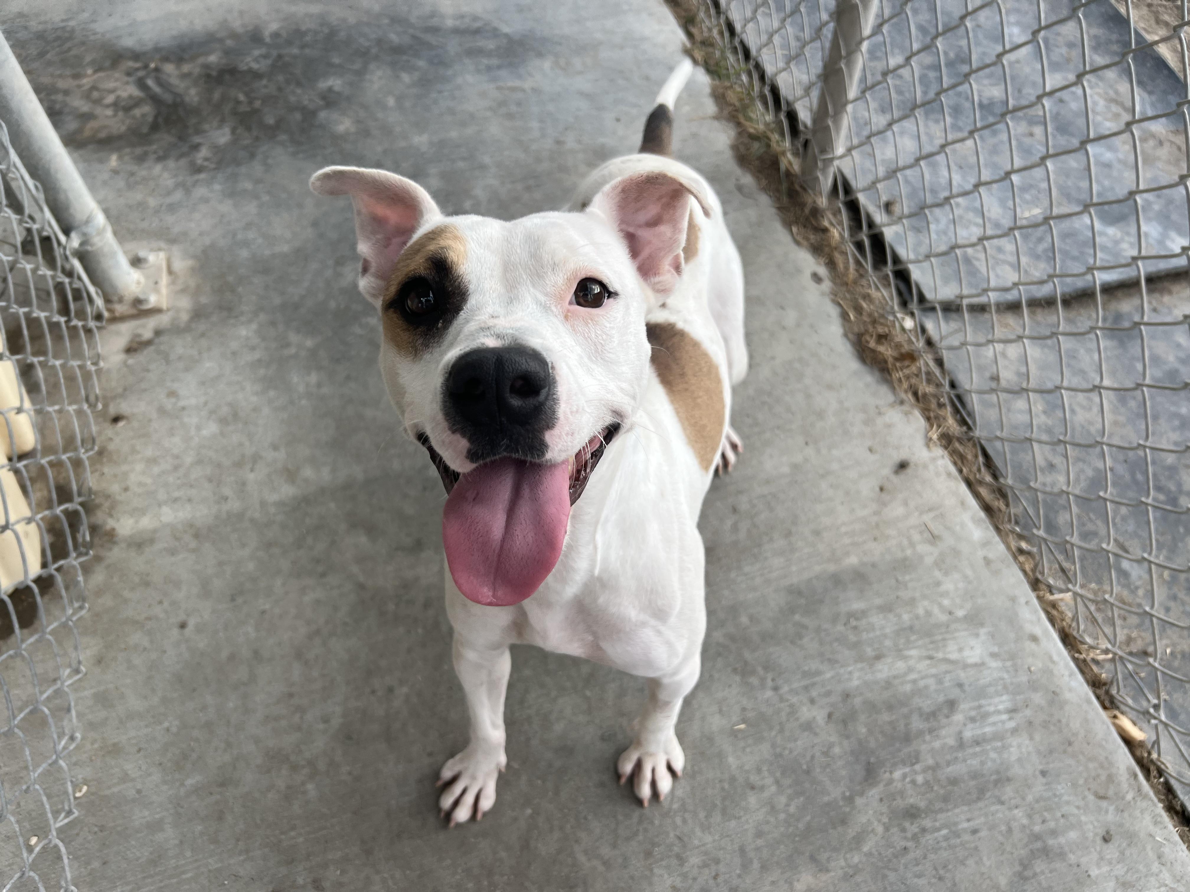 Phanie, a Adoptable mixed breed in Port Lavaca, TX image 1/6