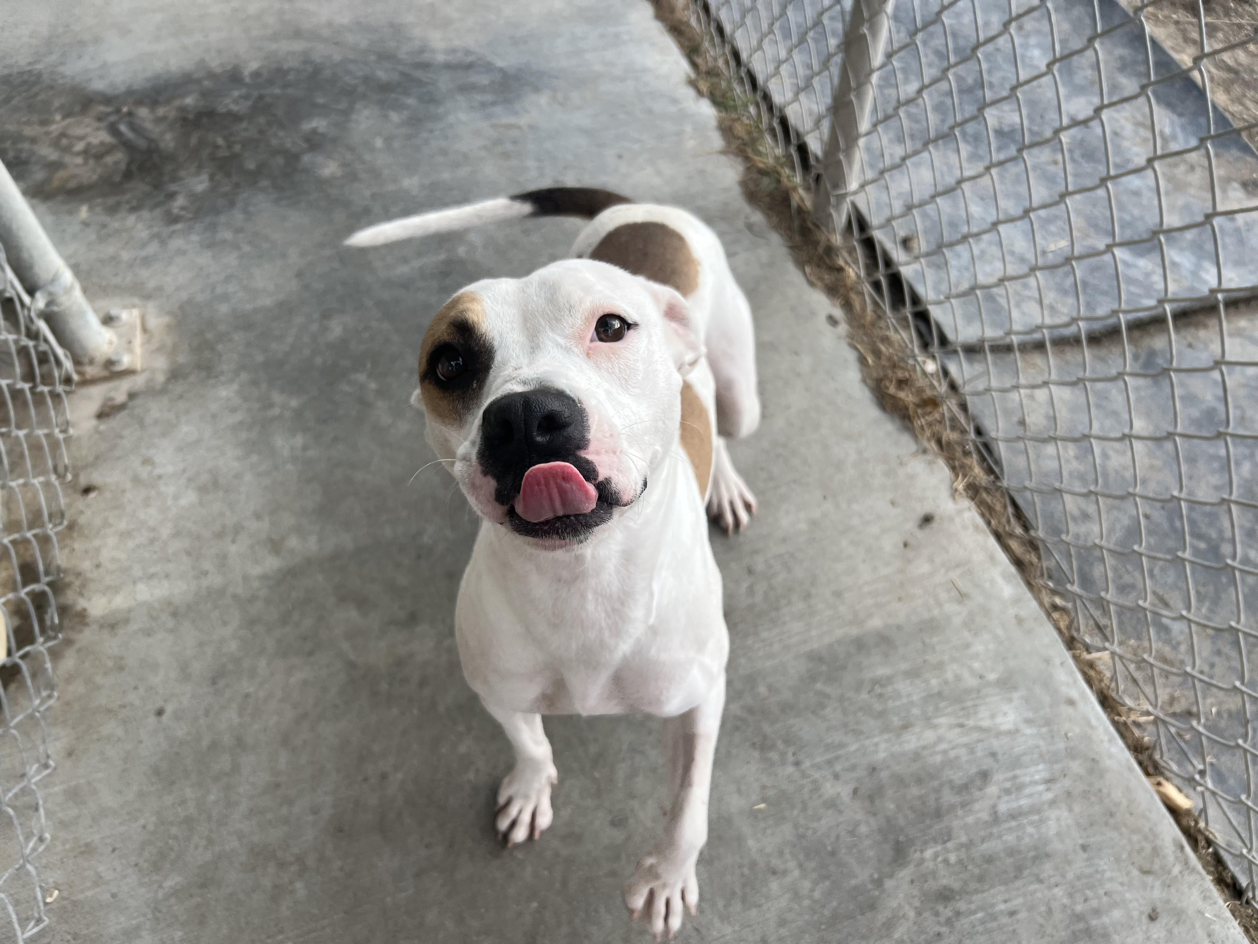 Phanie, a Adoptable mixed breed in Port Lavaca, TX image 2/6