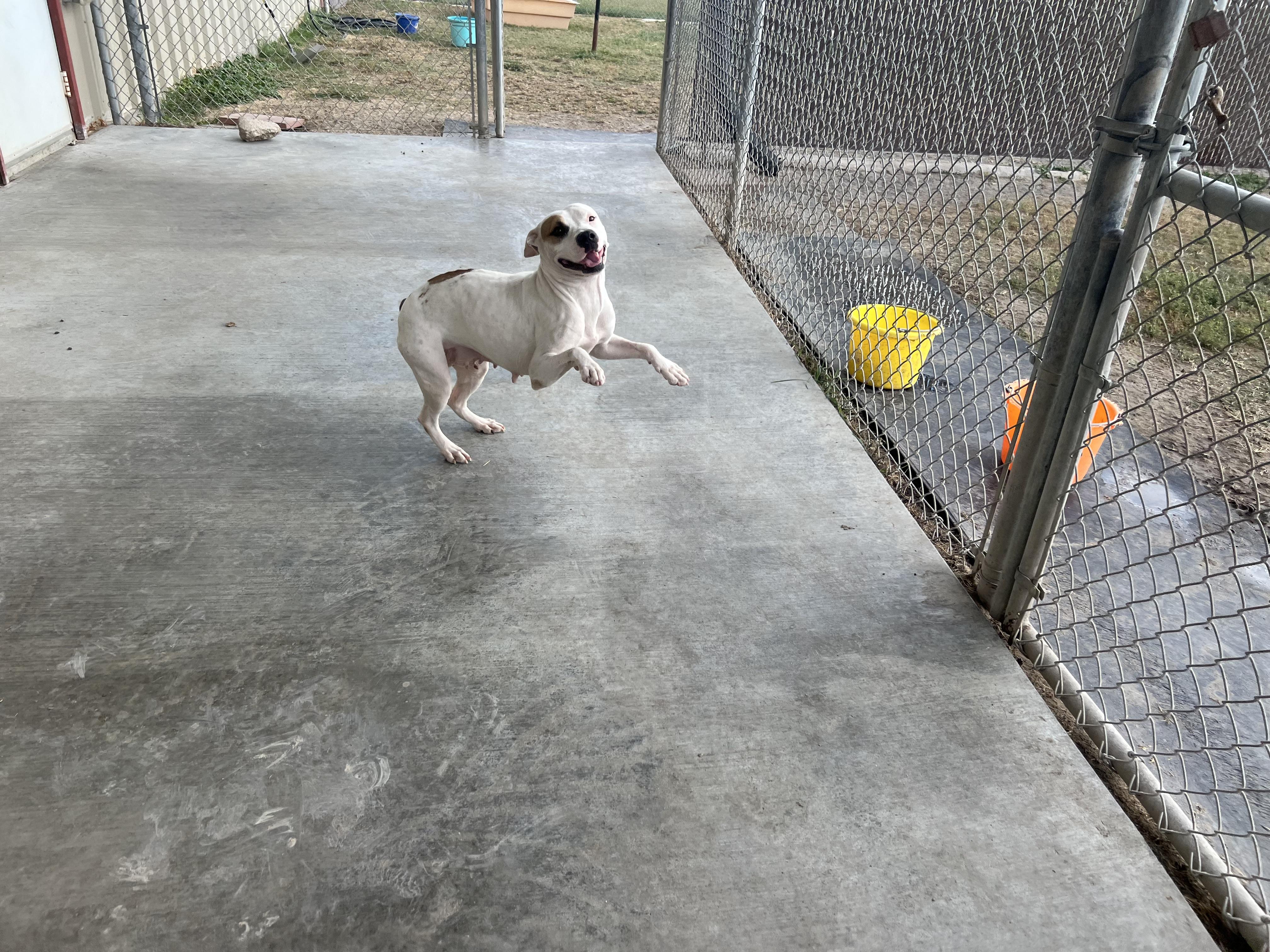 Phanie, a Adoptable mixed breed in Port Lavaca, TX image 3/6