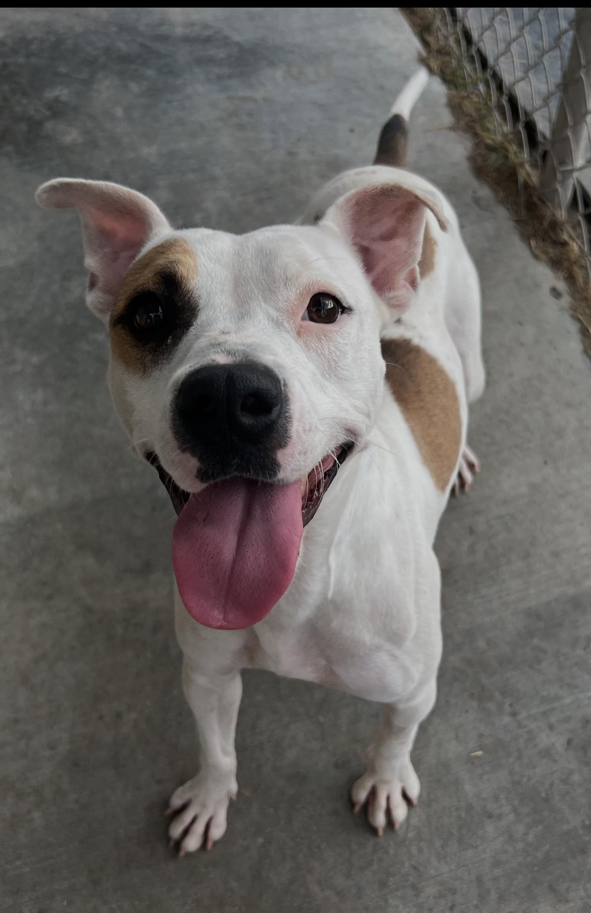 Phanie, a Adoptable mixed breed in Port Lavaca, TX image 4/6