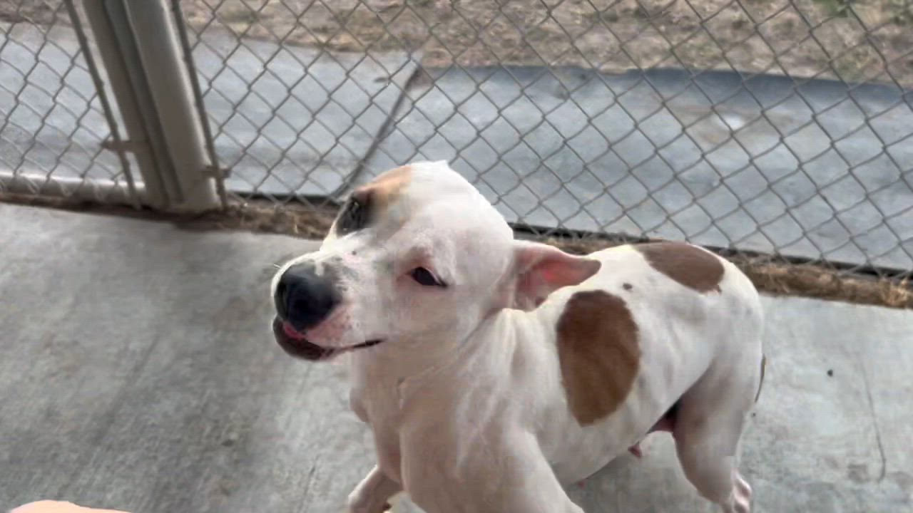 Enlarge Phanie, a Adoptable mixed breed in Port Lavaca, TX video 5/6