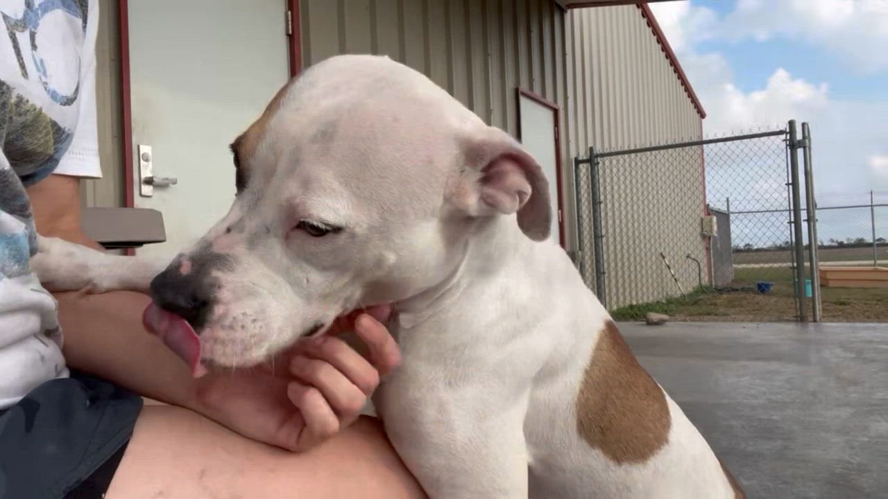 Enlarge Phanie, a Adoptable mixed breed in Port Lavaca, TX video 6/6