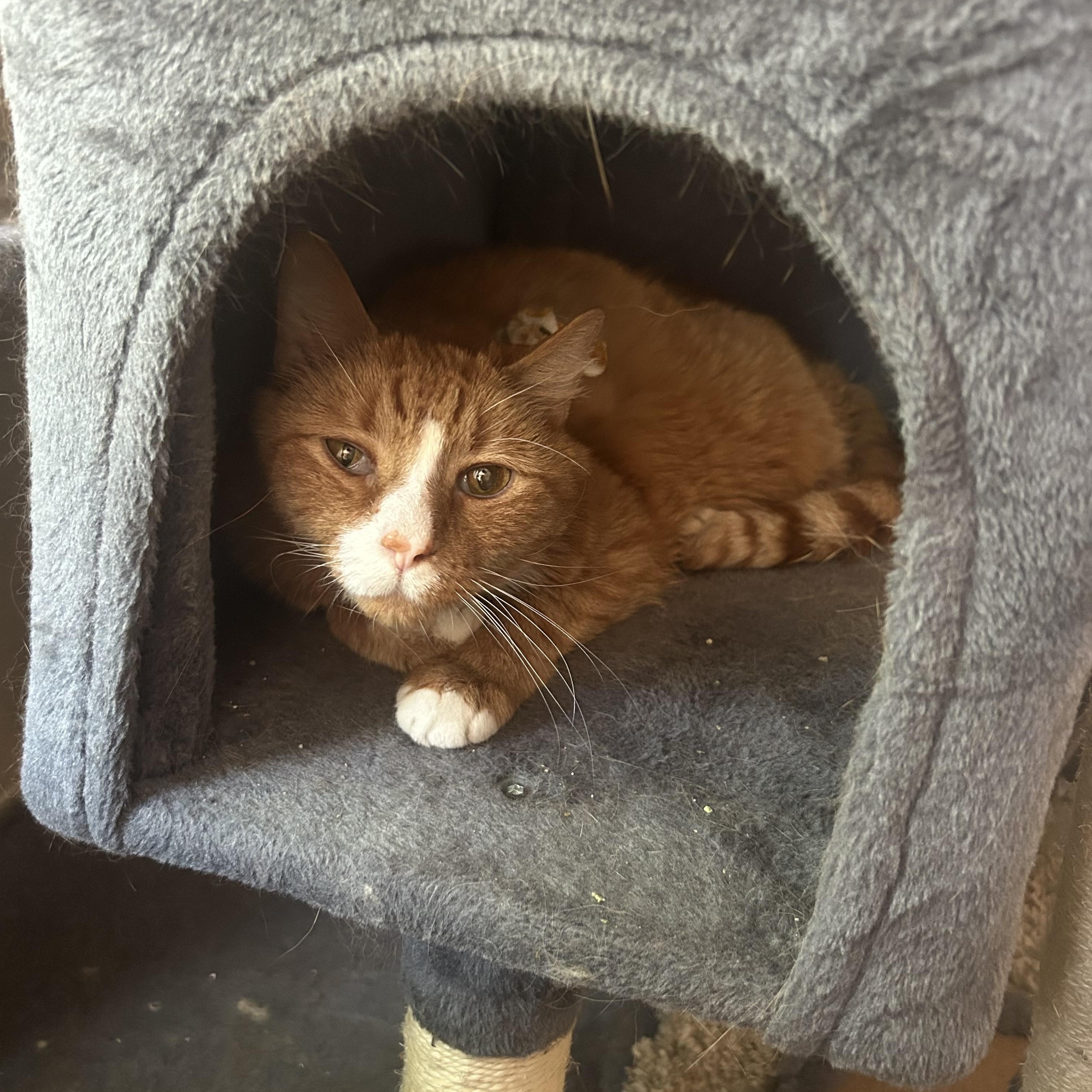 Cheddar Bay Biscuits, Senior Male unknown