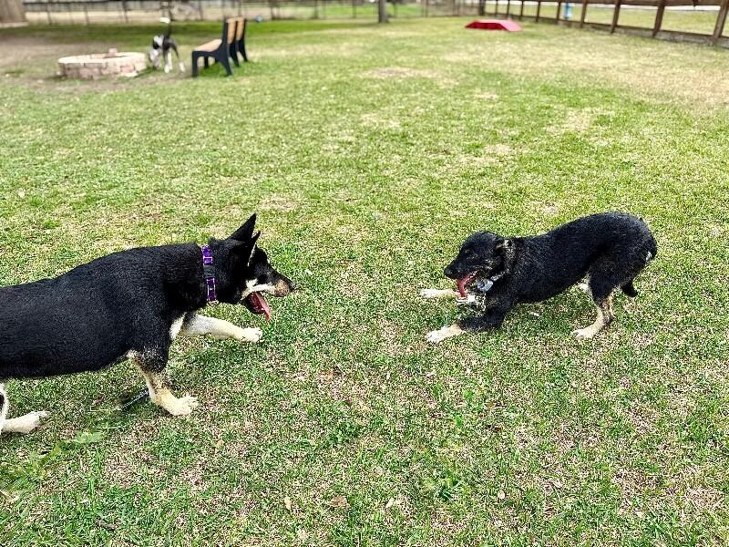 Lilly Cutie Patootie — thumbnail 4