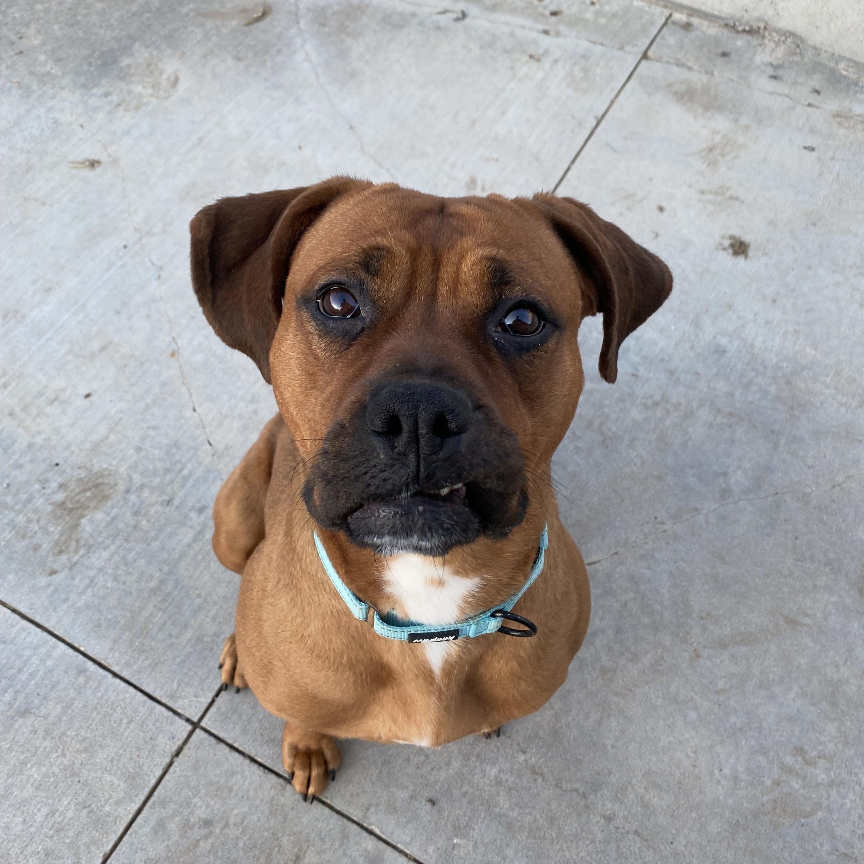 Dog for adoption Roxie a Boxer Mix in Atchison KS Petfinder Dog for adoption Roxie a Boxer Mix in Atchison KS Petfinder