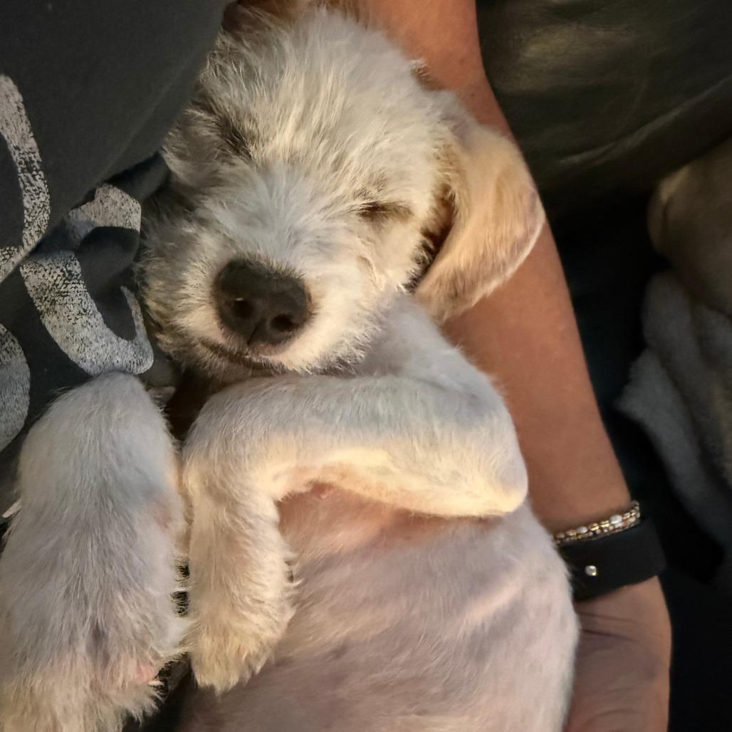 698 (2026) Purple - Adoptable Pet | Petfinder | Petfinder