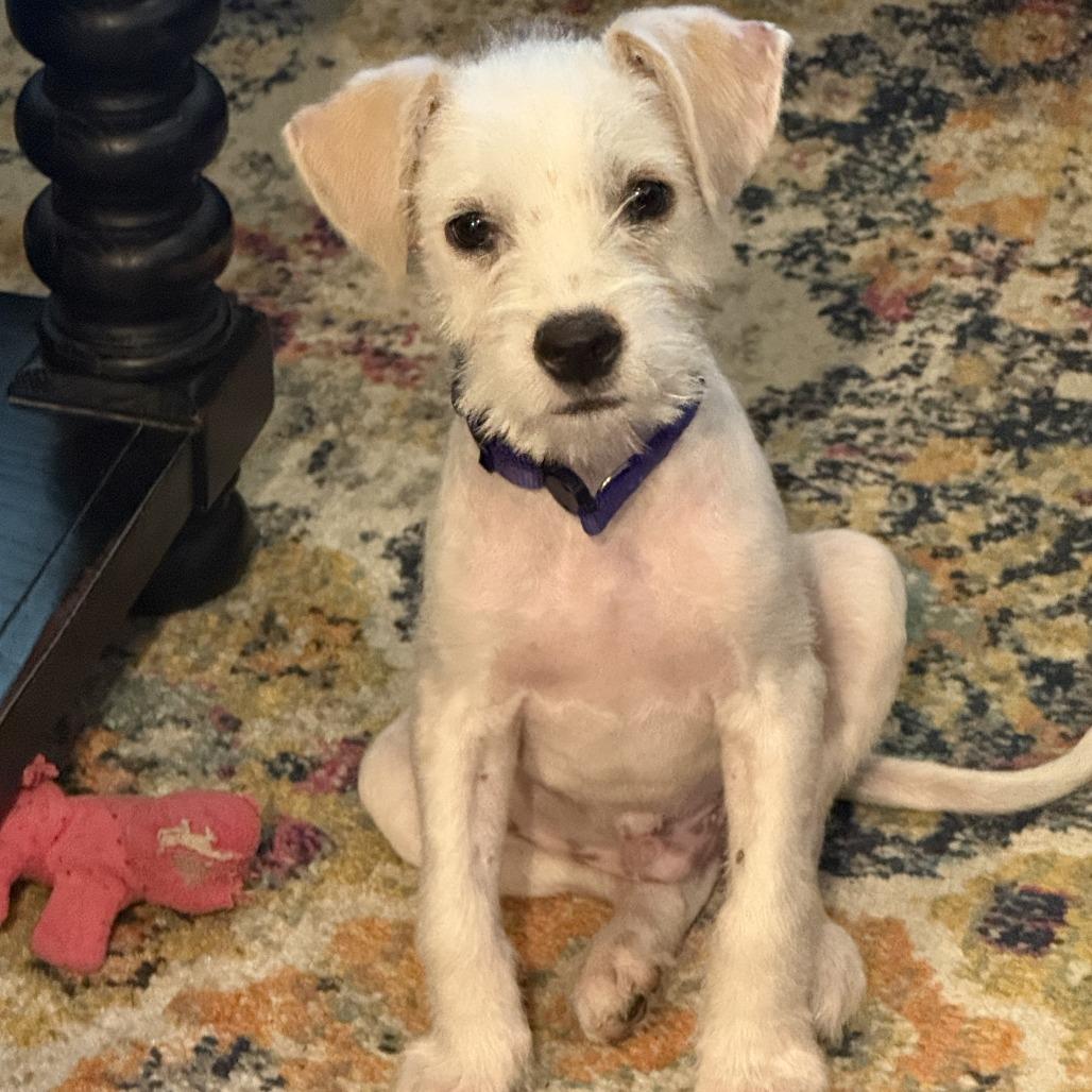 698 (2026) Purple - Adoptable Pet | Petfinder | Petfinder