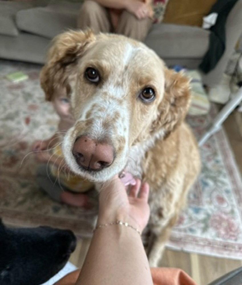Magnolia (aka Nola), Adoptable, Adult Female Terrier.