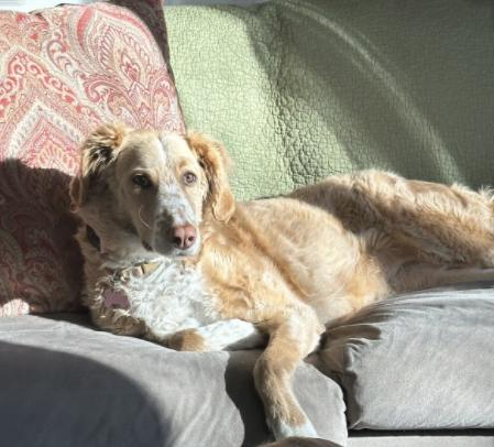 Enlarge Magnolia (aka Nola), a Adoptable Terrier in Candler, NC image 2/3
