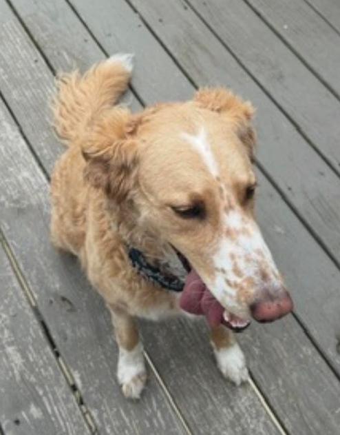 Enlarge Magnolia (aka Nola), a Adoptable Terrier in Candler, NC image 3/3