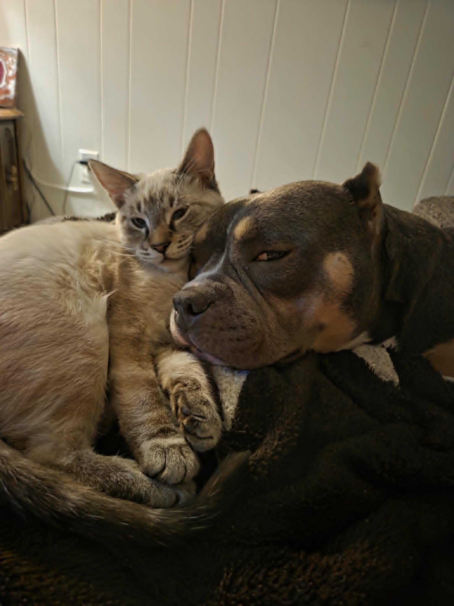 Sabina Katrina Luxmore, Adoptable, Adult Female Pit Bull Terrier.