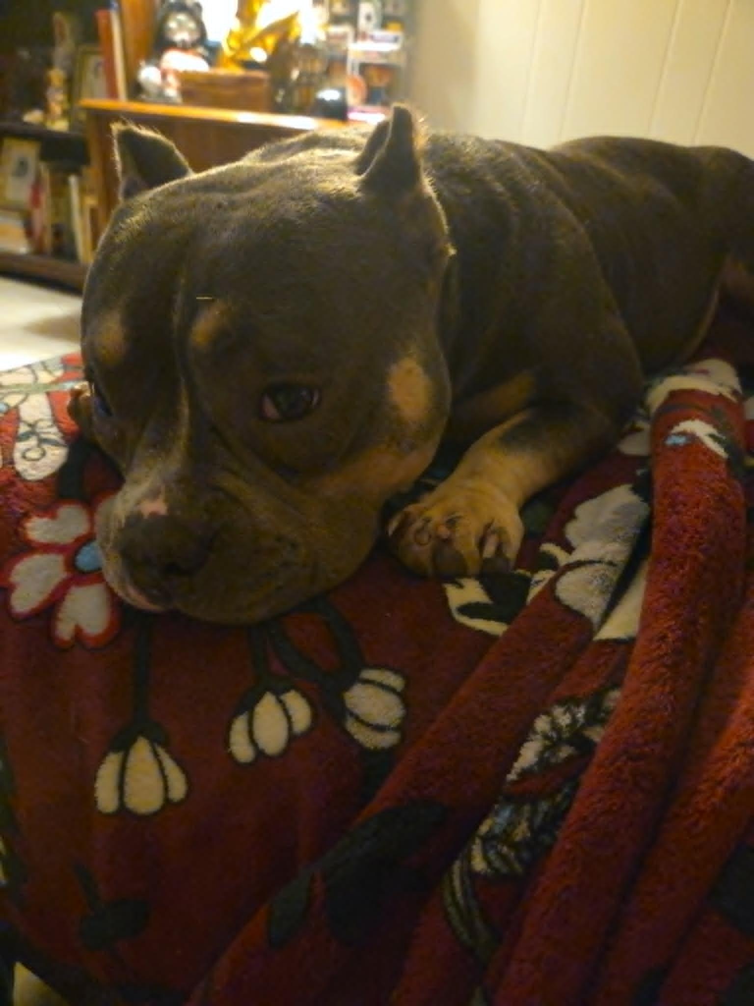 Enlarge Sabina Katrina Luxmore, a Adoptable Pit Bull Terrier in Charleston, SC image 3/3