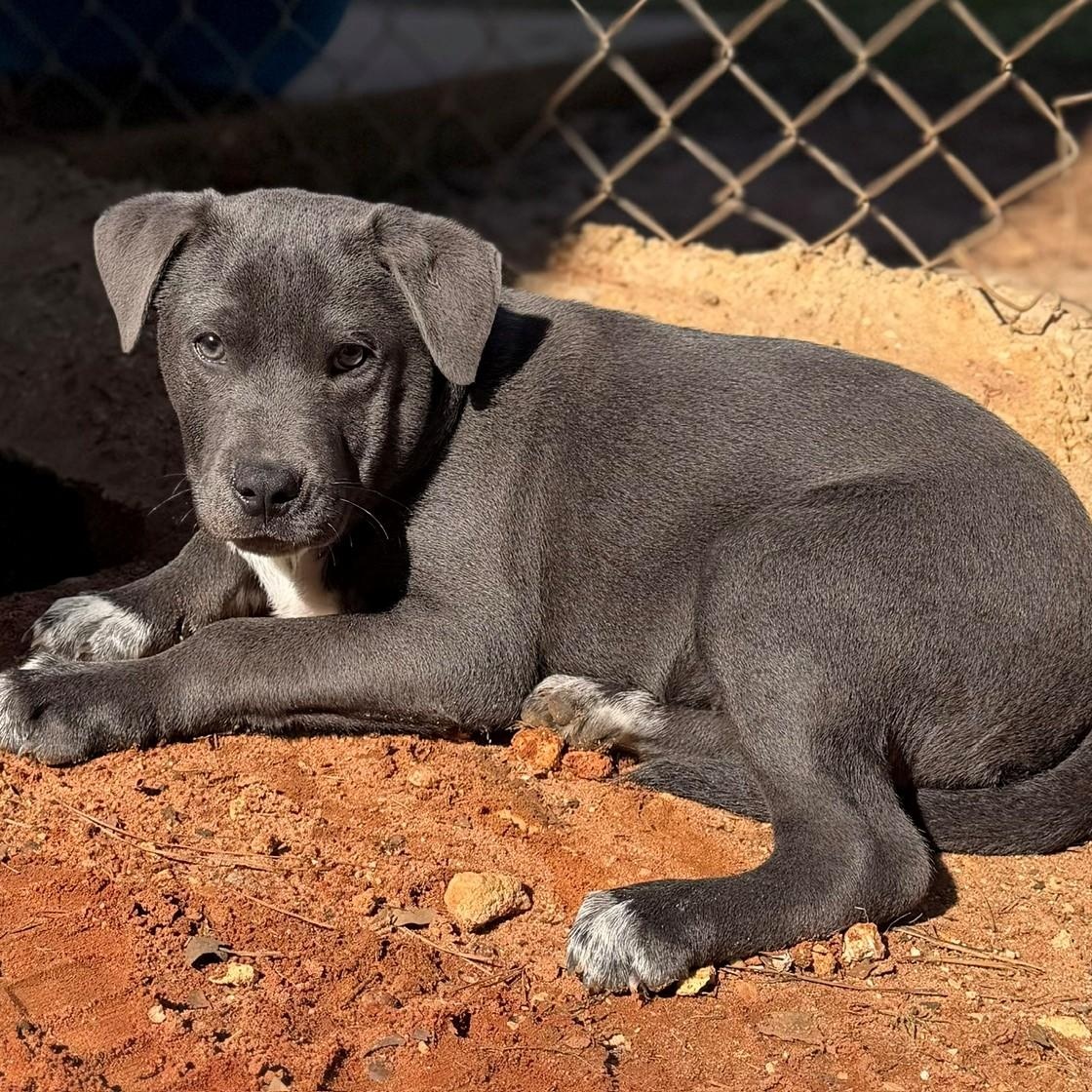Enlarge Sutton, a ADOPTABLE Mixed Breed in Summerdale, AL image 1/1