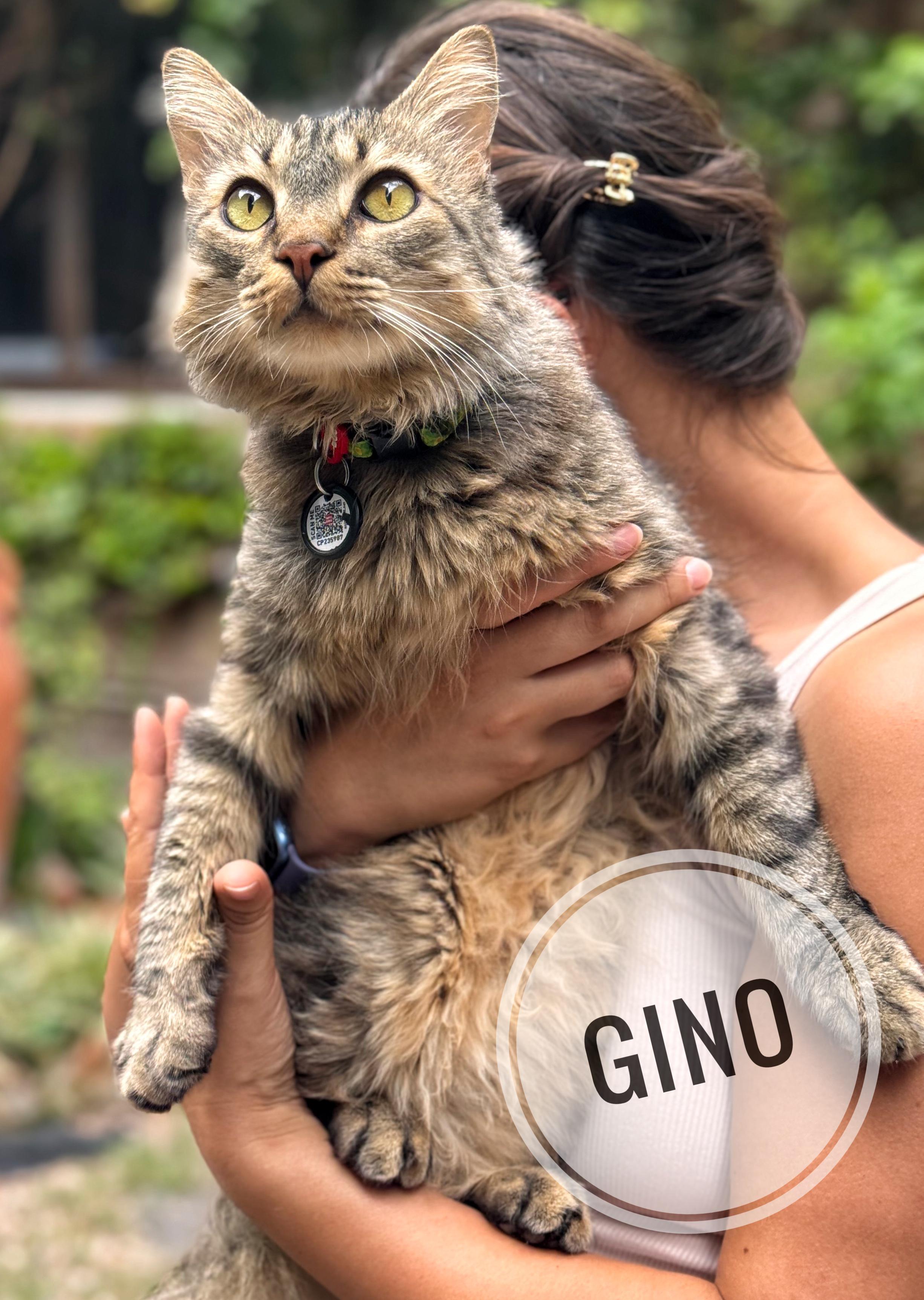 Gino, ADOPTABLE, Young Male Domestic Medium Hair.