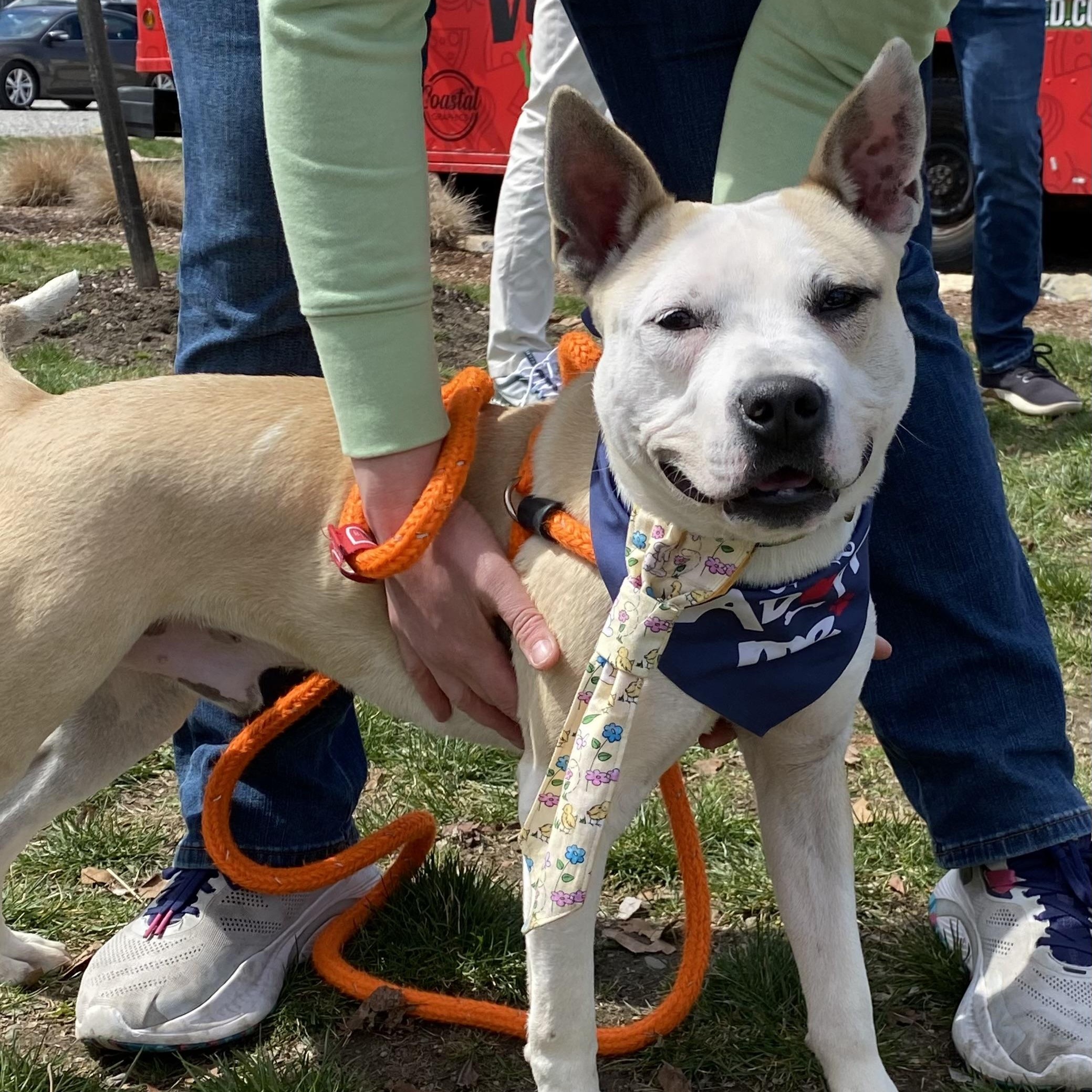 LEO, Adoptable, Young Male Mixed Breed.