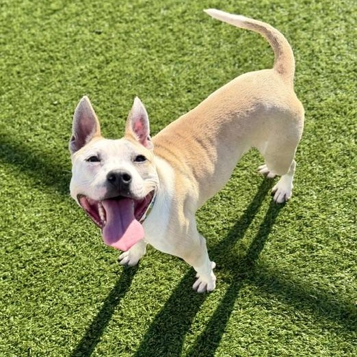 LEO, Adoptable, Young Male Mixed Breed.