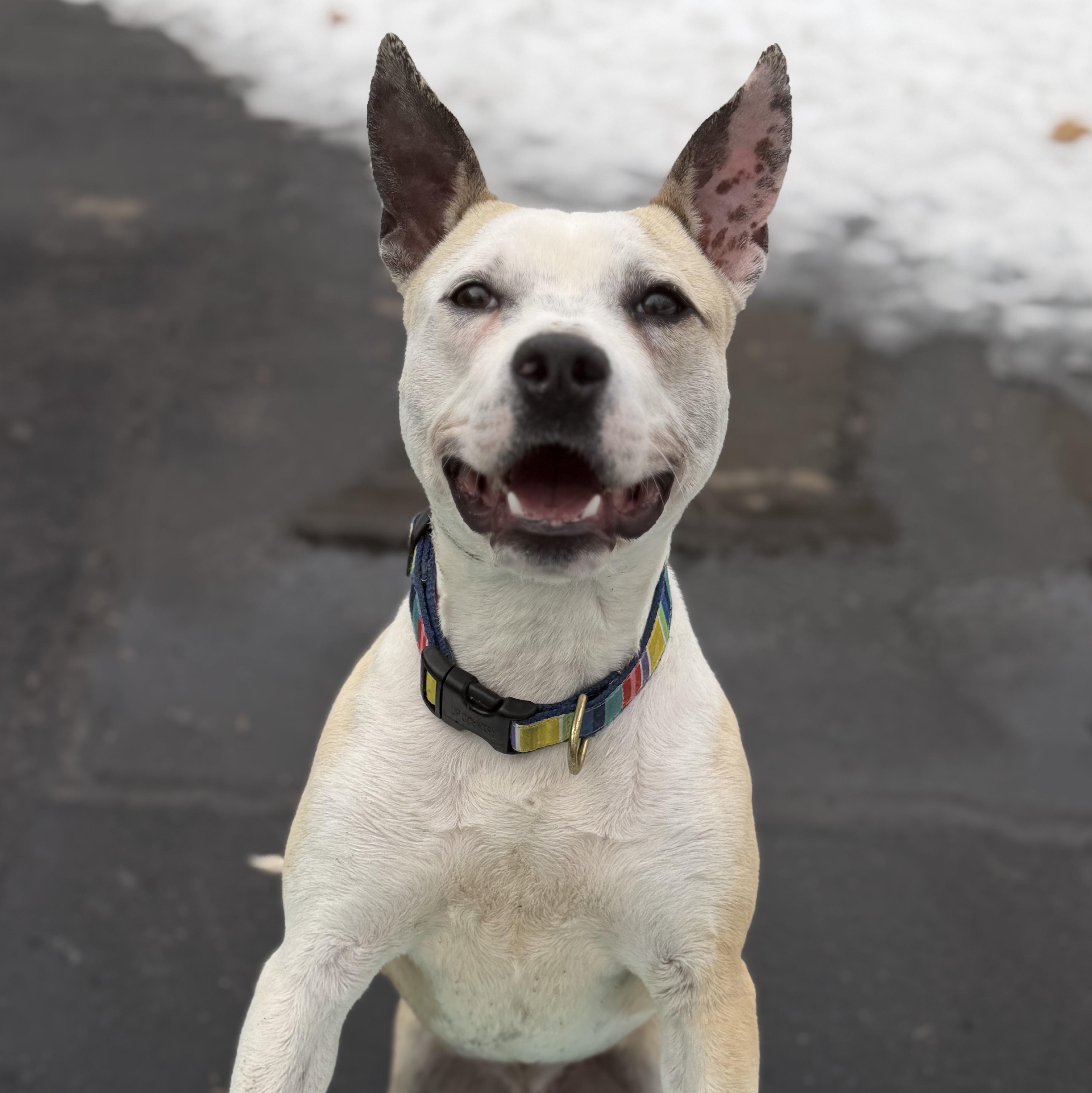 Enlarge LEO, a Adoptable mixed breed in Cranston, RI image 3/3