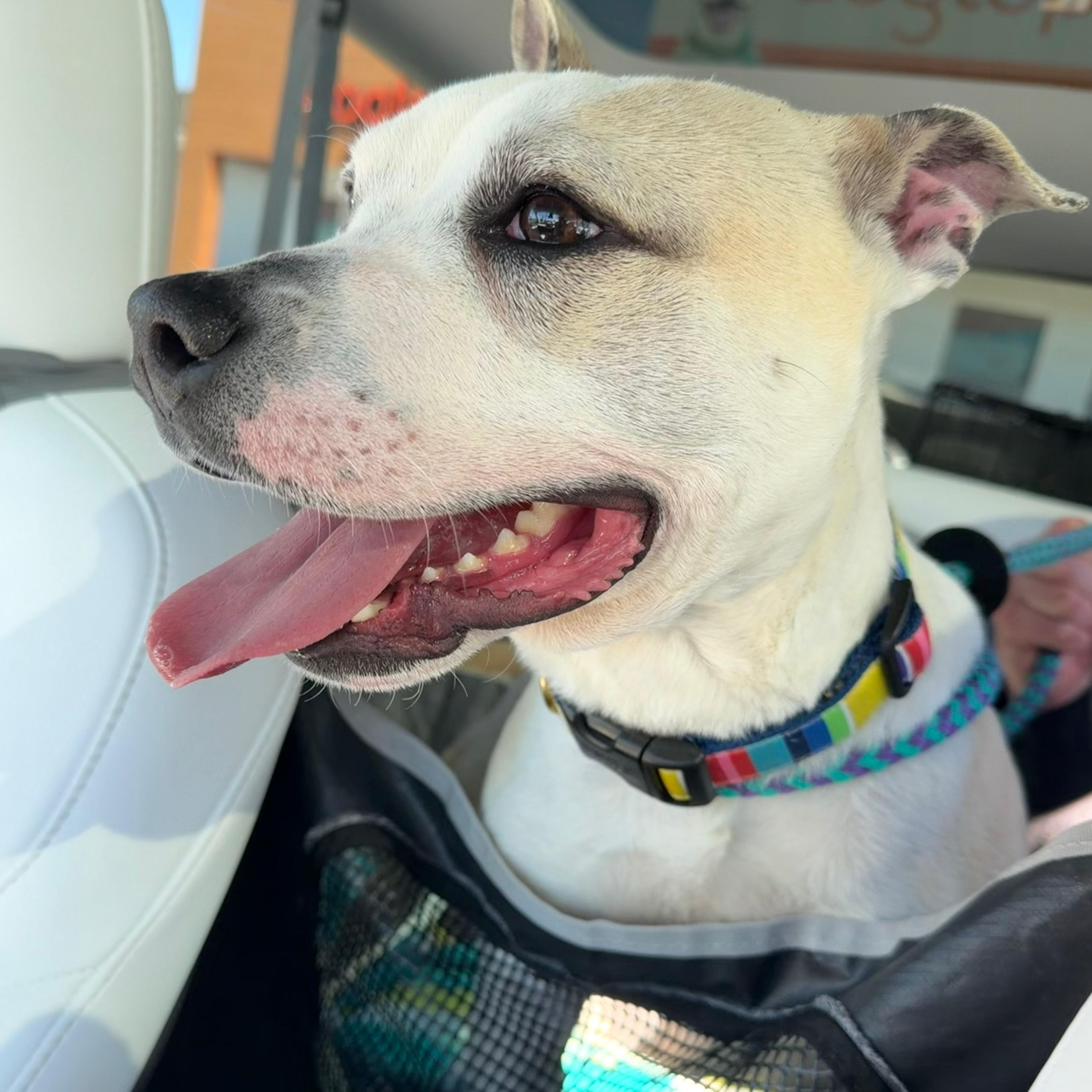 Enlarge LEO, a Adoptable mixed breed in Cranston, RI image 2/3