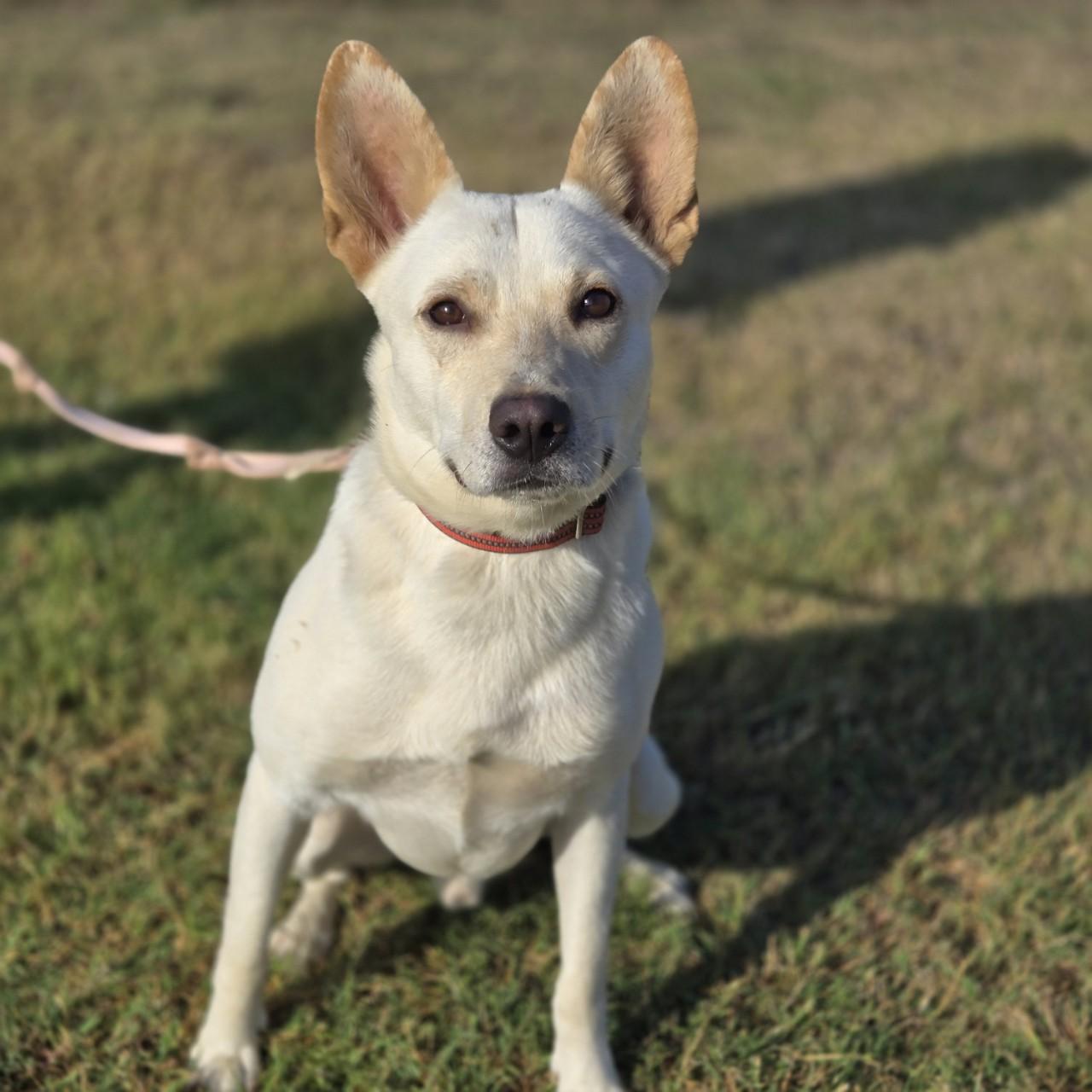 Enlarge Sirius, a ADOPTABLE mixed breed in Mansfield, TX image 1/1