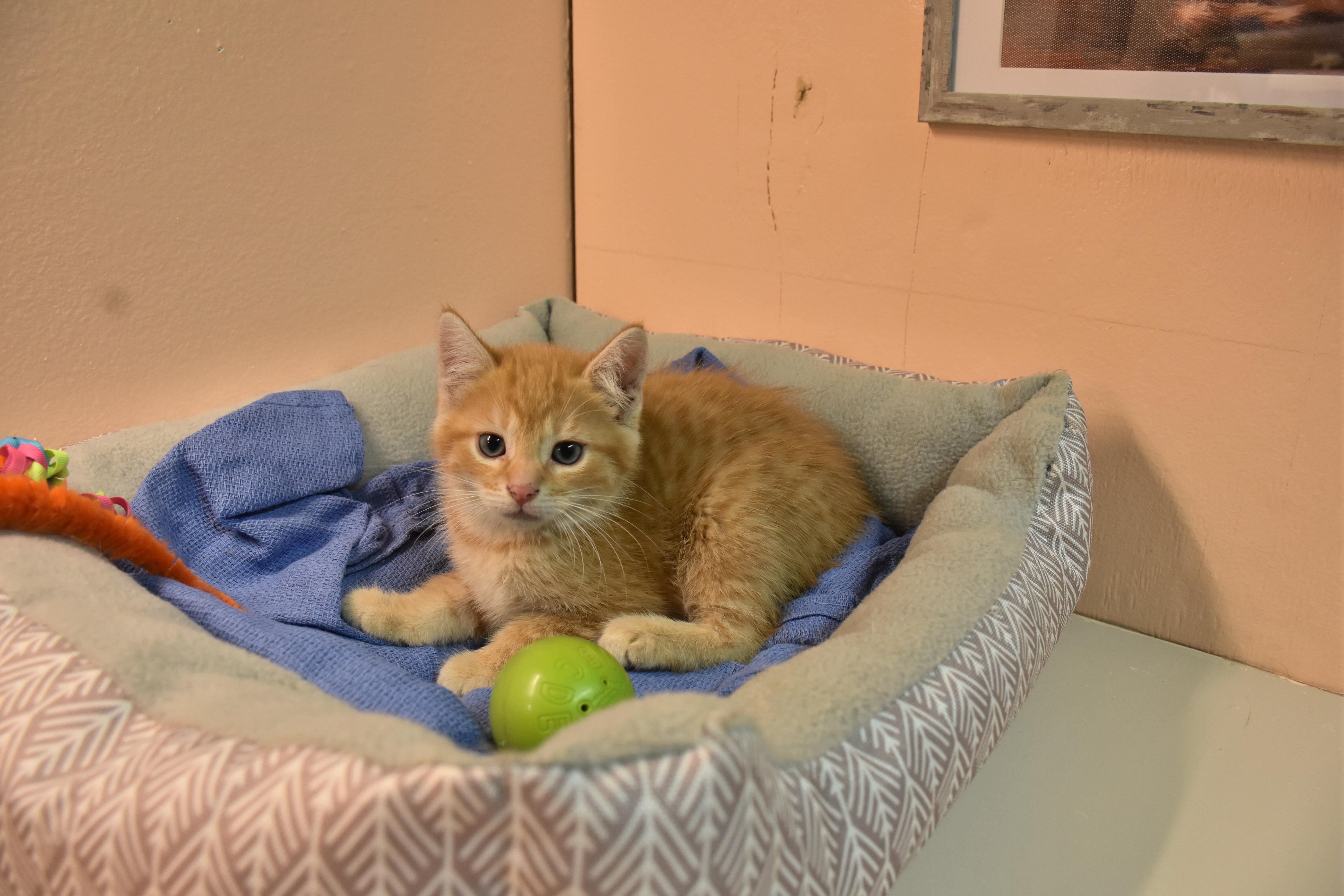 Peach, ADOPTABLE, Kitten Female Domestic Short Hair.