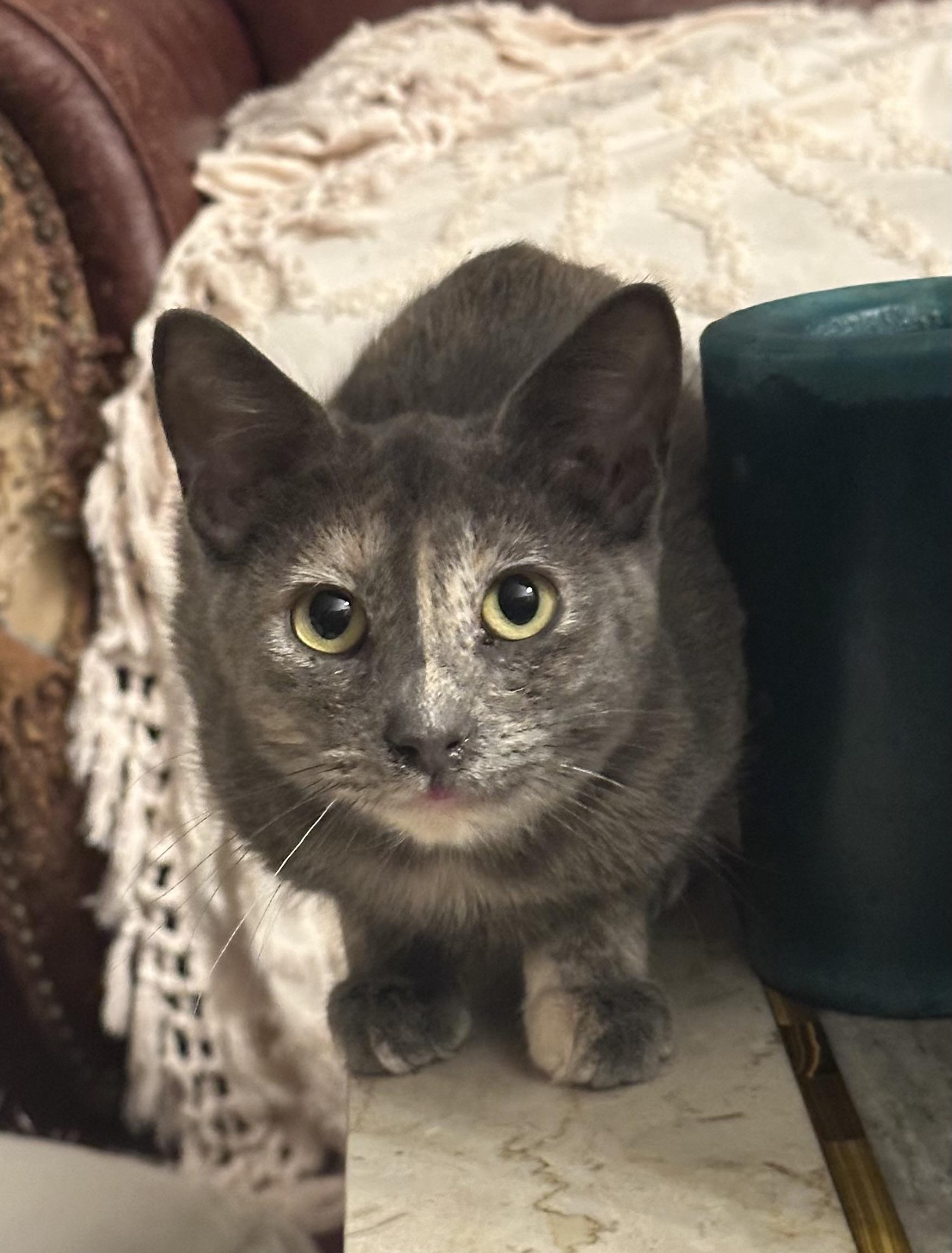 Enlarge Candace, a Adopted Domestic Short Hair in Corpus Christi, TX image 1/1