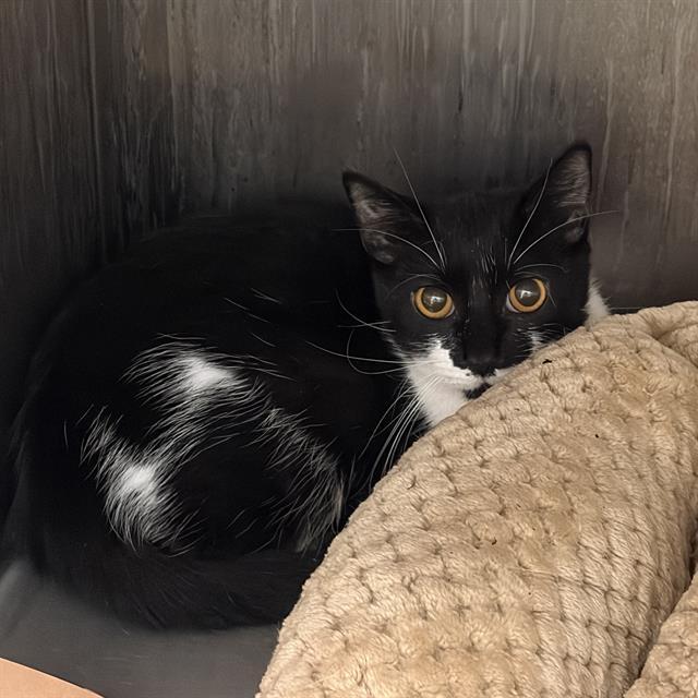 Enlarge PAGER, a Adoptable Domestic Short Hair in Centerville, MA image 1/1