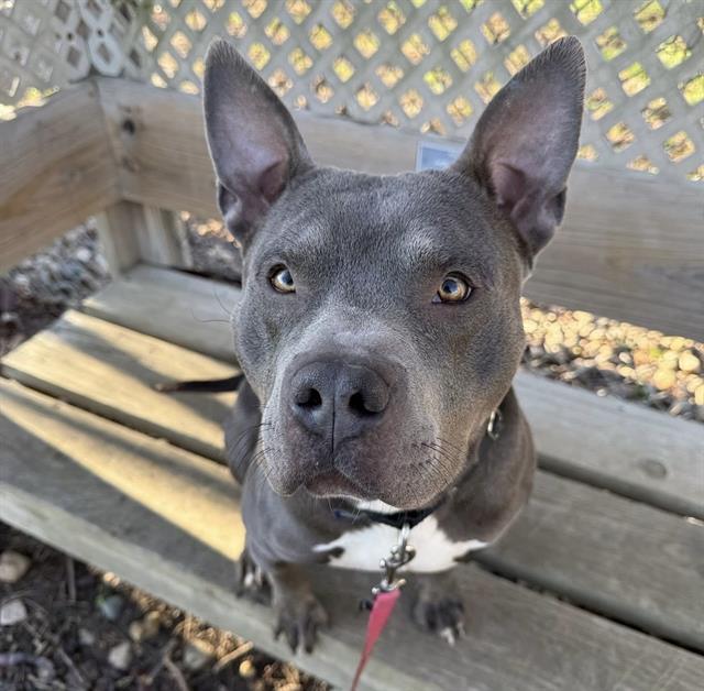 KERFUFFLE, Adoptable, Young Male Boxer & Mixed Breed.
