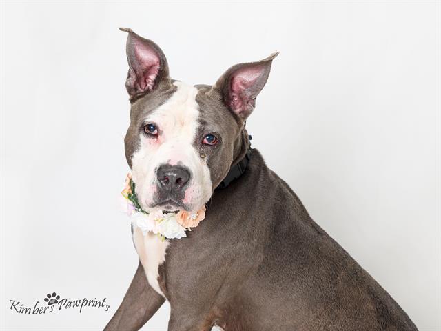 CHICHI, Adoptable, Adult Female Boxer & Mixed Breed.