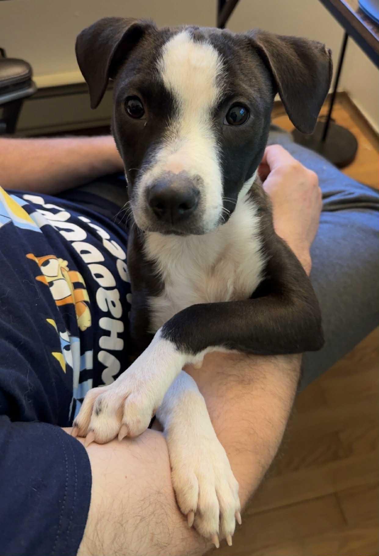 Enlarge Pearl, a Adoptable mixed breed in Byron, IL image 1/4