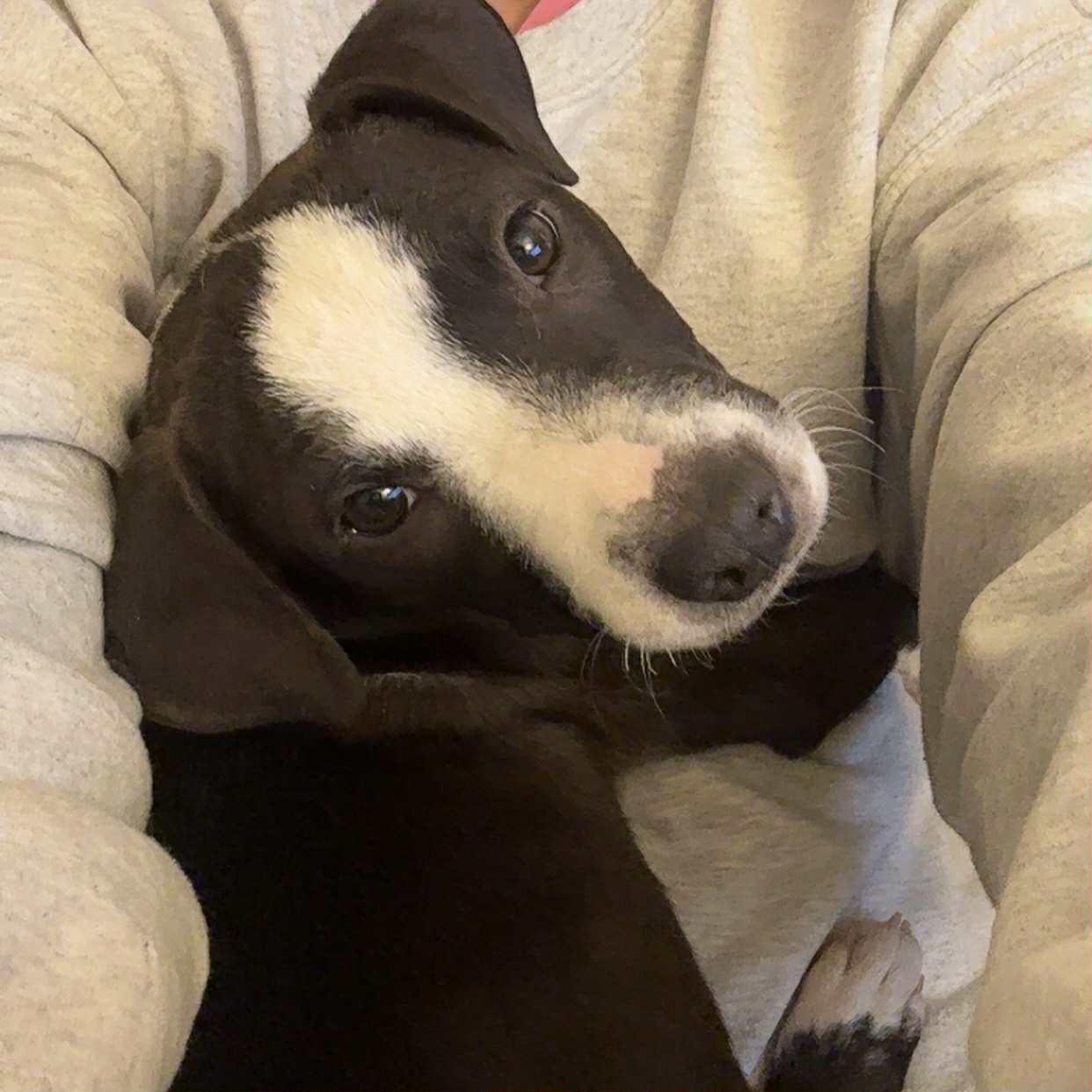 Enlarge Pearl, a Adoptable mixed breed in Byron, IL image 2/4