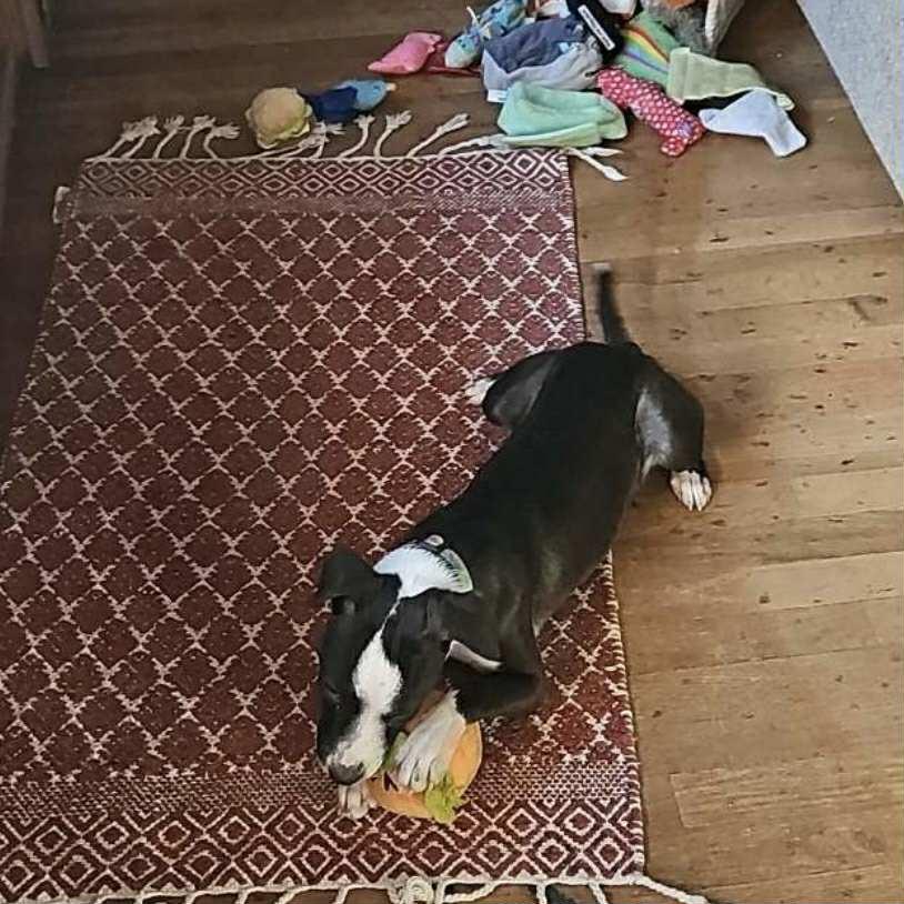 Enlarge Pearl, a Adoptable mixed breed in Byron, IL image 3/4