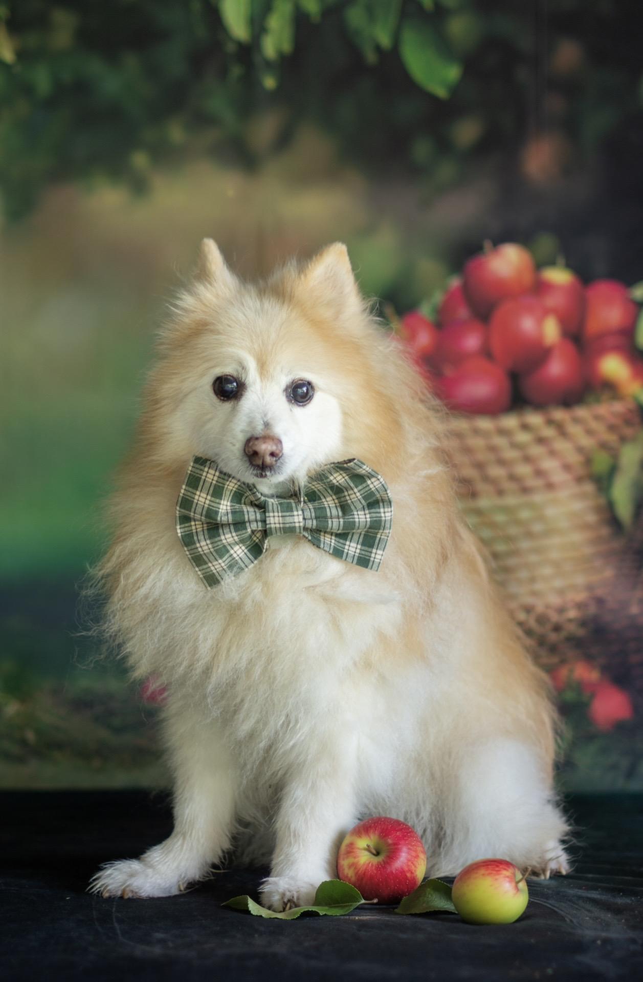 Dusty, Adoptable, Senior Male Pomeranian.