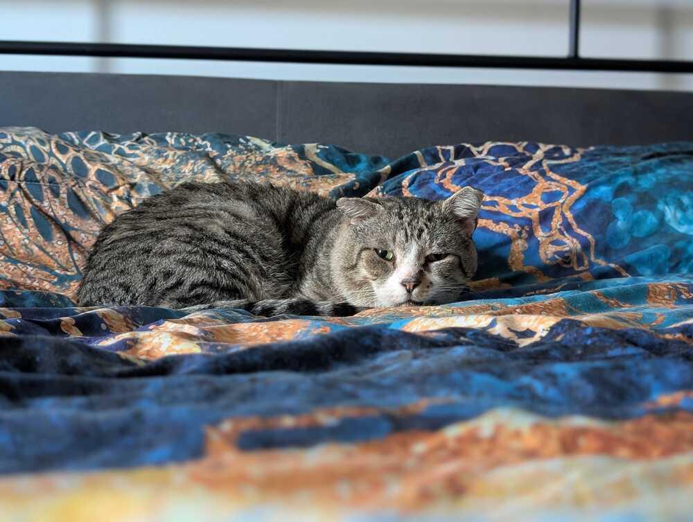 Micho, a Adoptable Domestic Short Hair in Milltown, NJ image 1/4