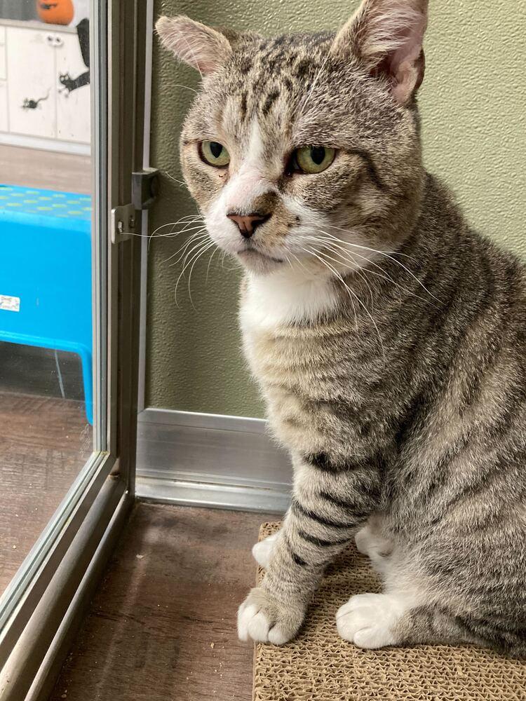 Micho, a Adoptable Domestic Short Hair in Milltown, NJ image 2/4