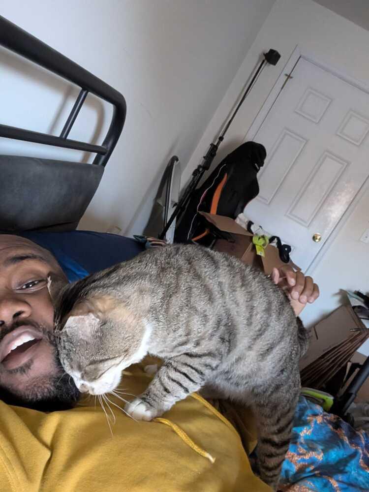 Micho, a Adoptable Domestic Short Hair in Milltown, NJ image 3/4