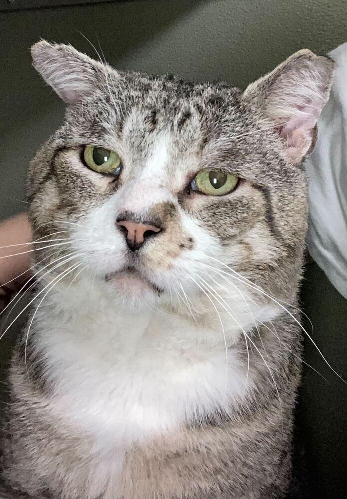 Micho, a Adoptable Domestic Short Hair in Milltown, NJ image 4/4