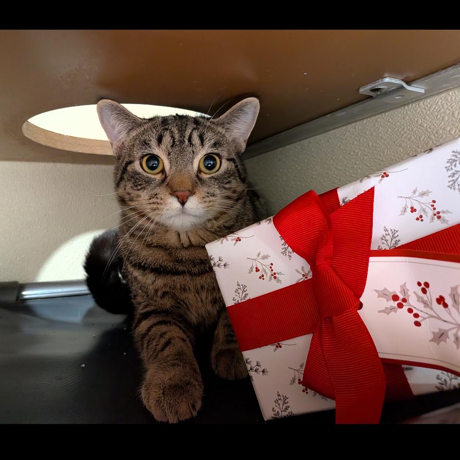 Enlarge Oak, a Adoptable Domestic Short Hair in Jeffersonville, IN image 1/1