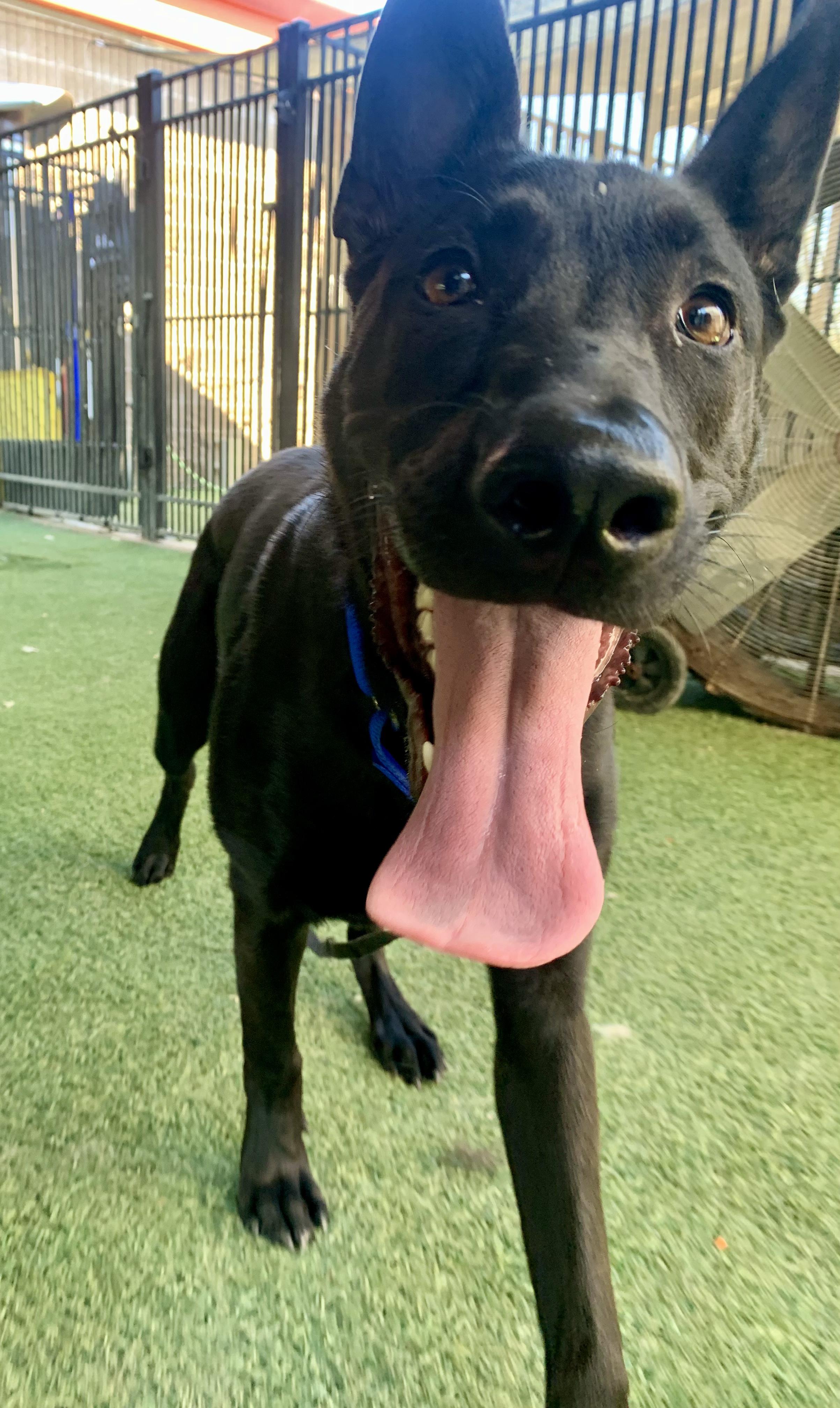 Enlarge Enzo, a Adoptable mixed breed in Grass Valley, CA image 2/2