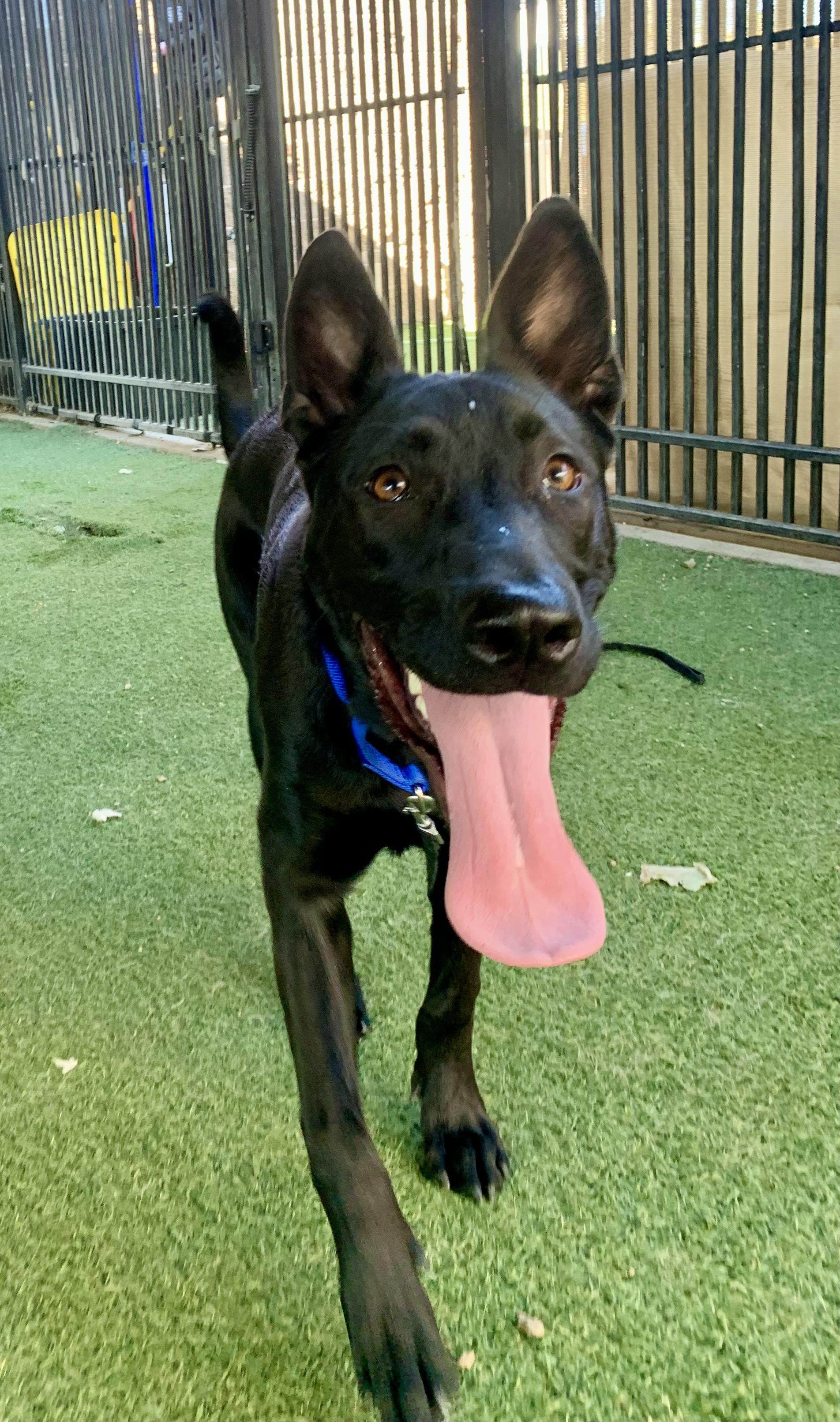 Enzo, Adoptable, Puppy Male Shepherd.