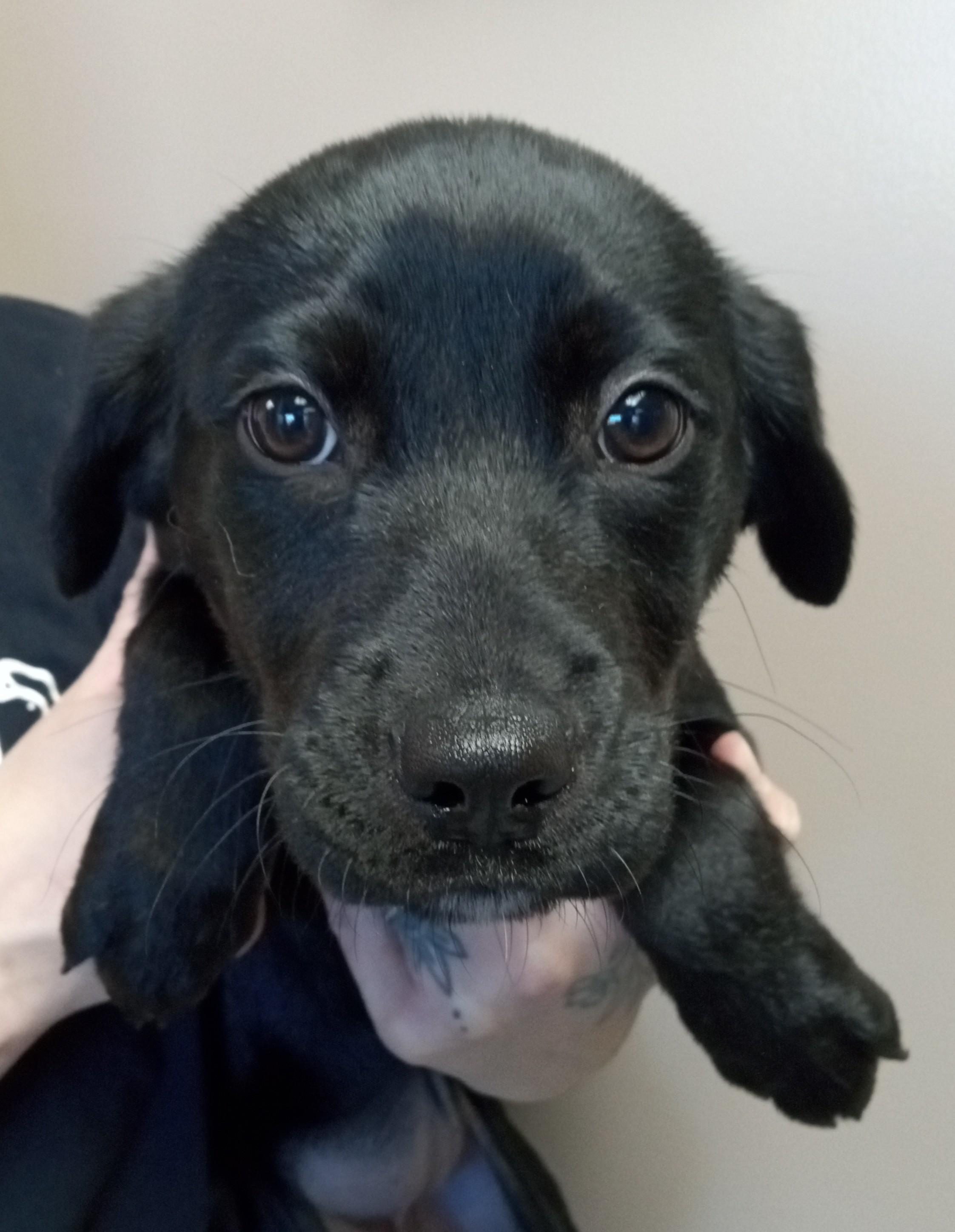 Enlarge Evie, a ADOPTABLE mixed breed in Maynardville, TN image 1/1