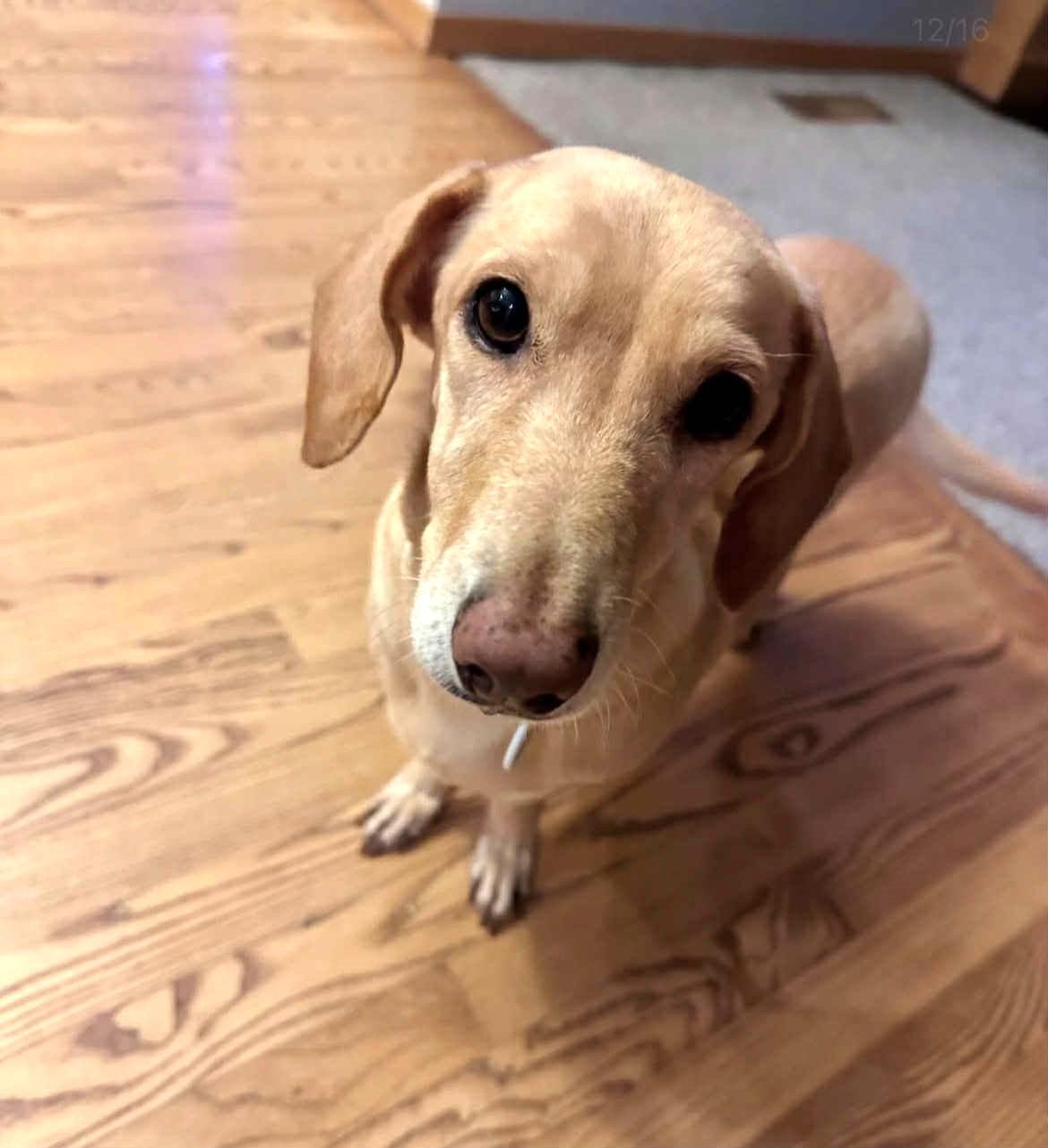 Sandy, adopted, Adult Female Dachshund.