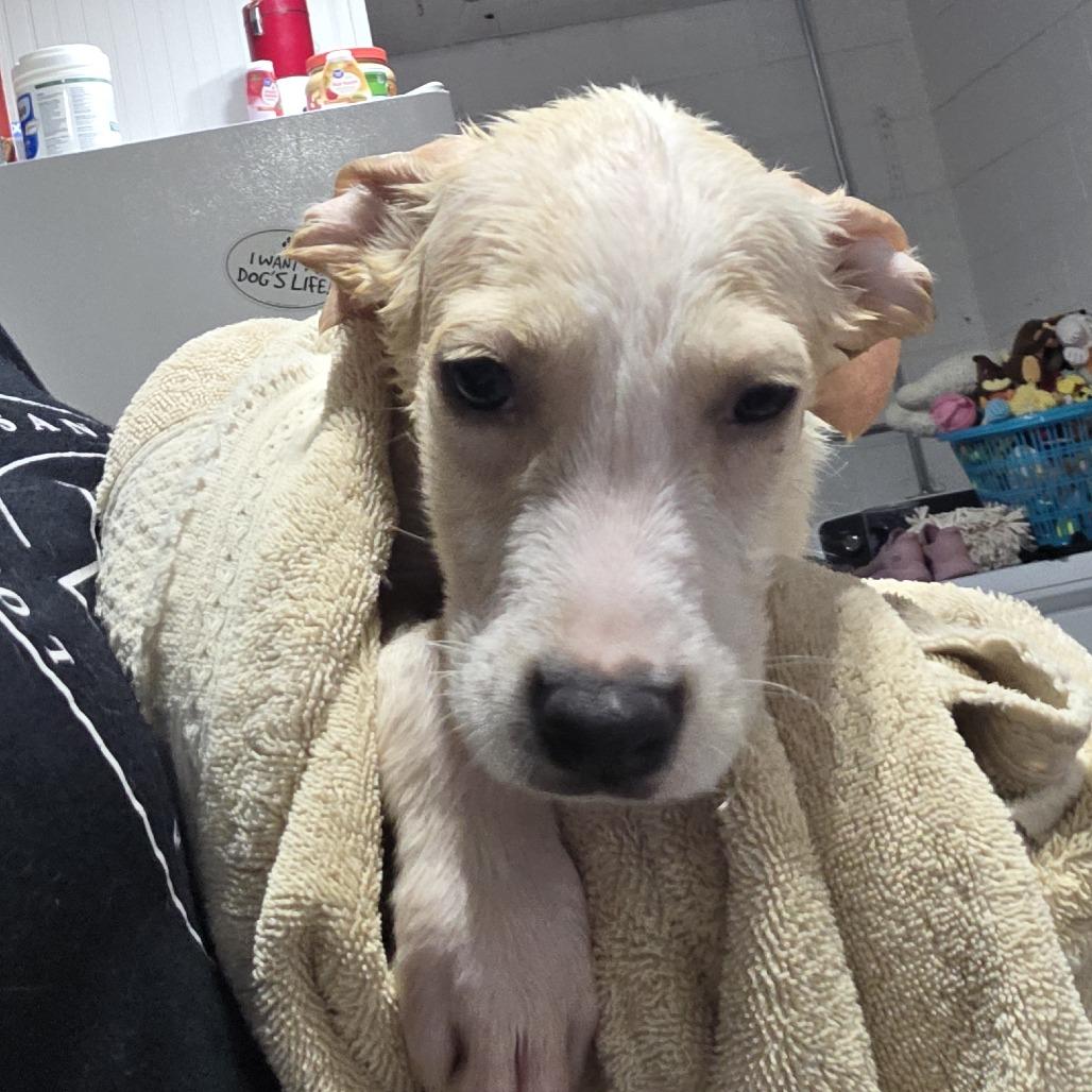 Enlarge Tundra, a Adoptable mixed breed in Oxford, ME image 2/3