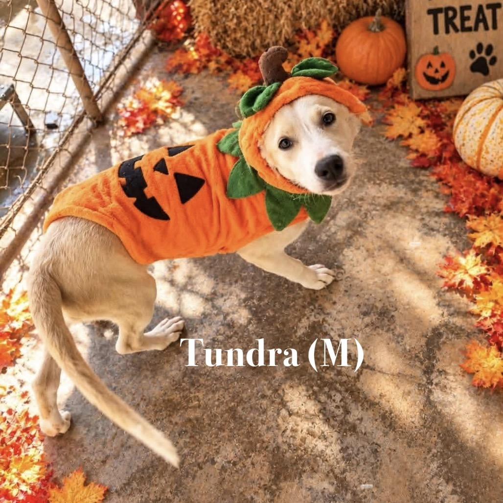 Enlarge Tundra, a Adoptable mixed breed in Oxford, ME image 3/3