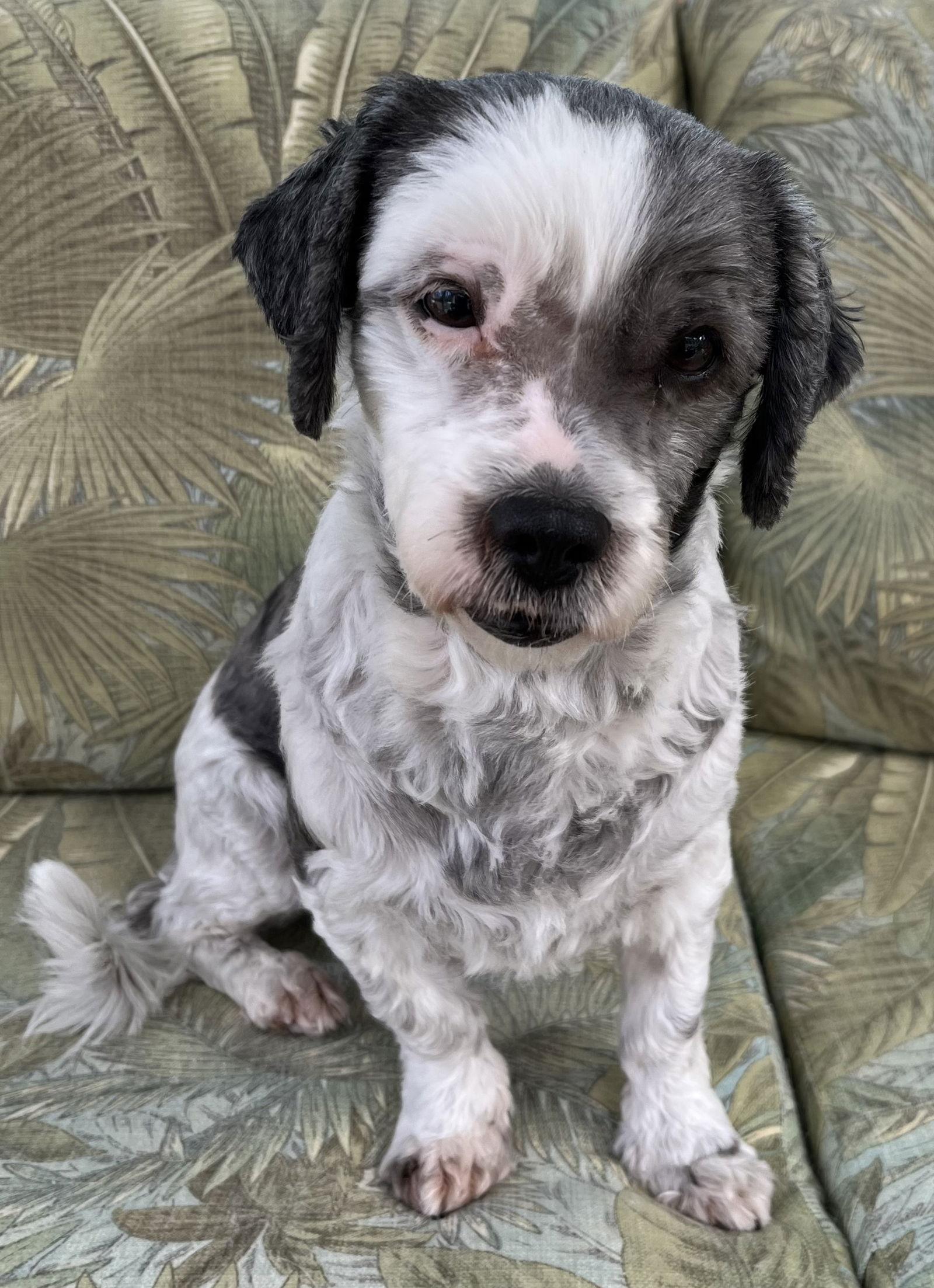 Lucy Darien, Adoptable, Adult Female Havanese & Shih Tzu.