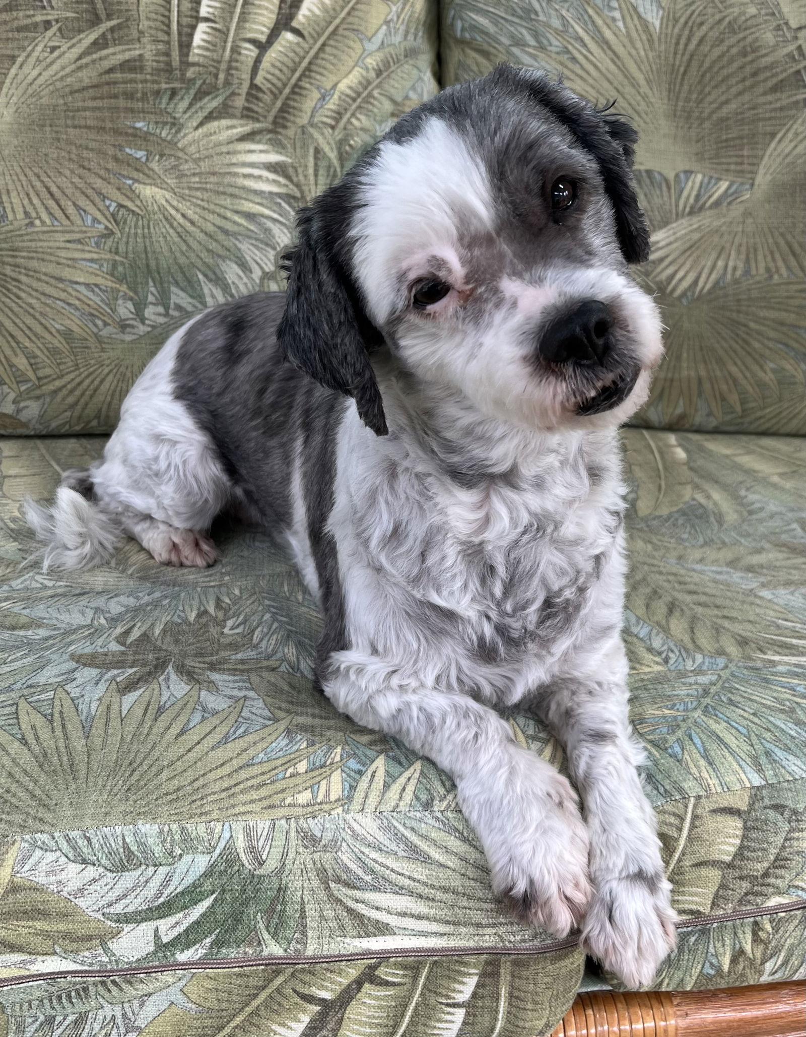 Enlarge Lucy Darien, a Adoptable mixed breed in Cuba, NY image 3/3