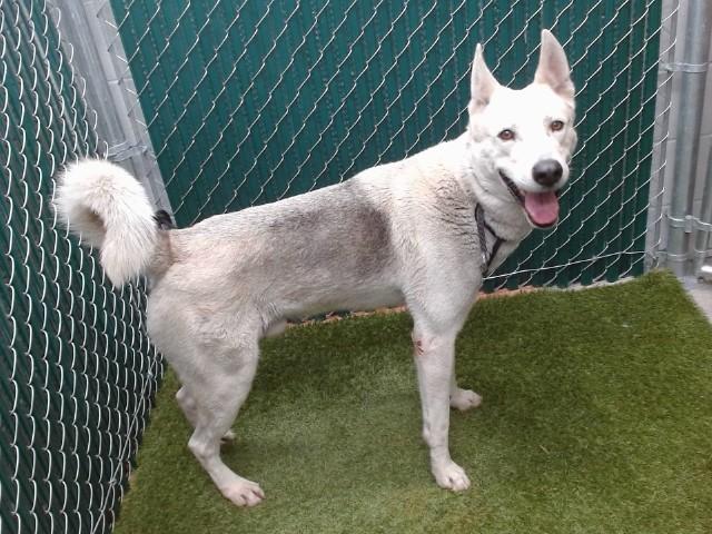 MYRON, Adoptable, Young Male German Shepherd Dog & Mixed Breed.