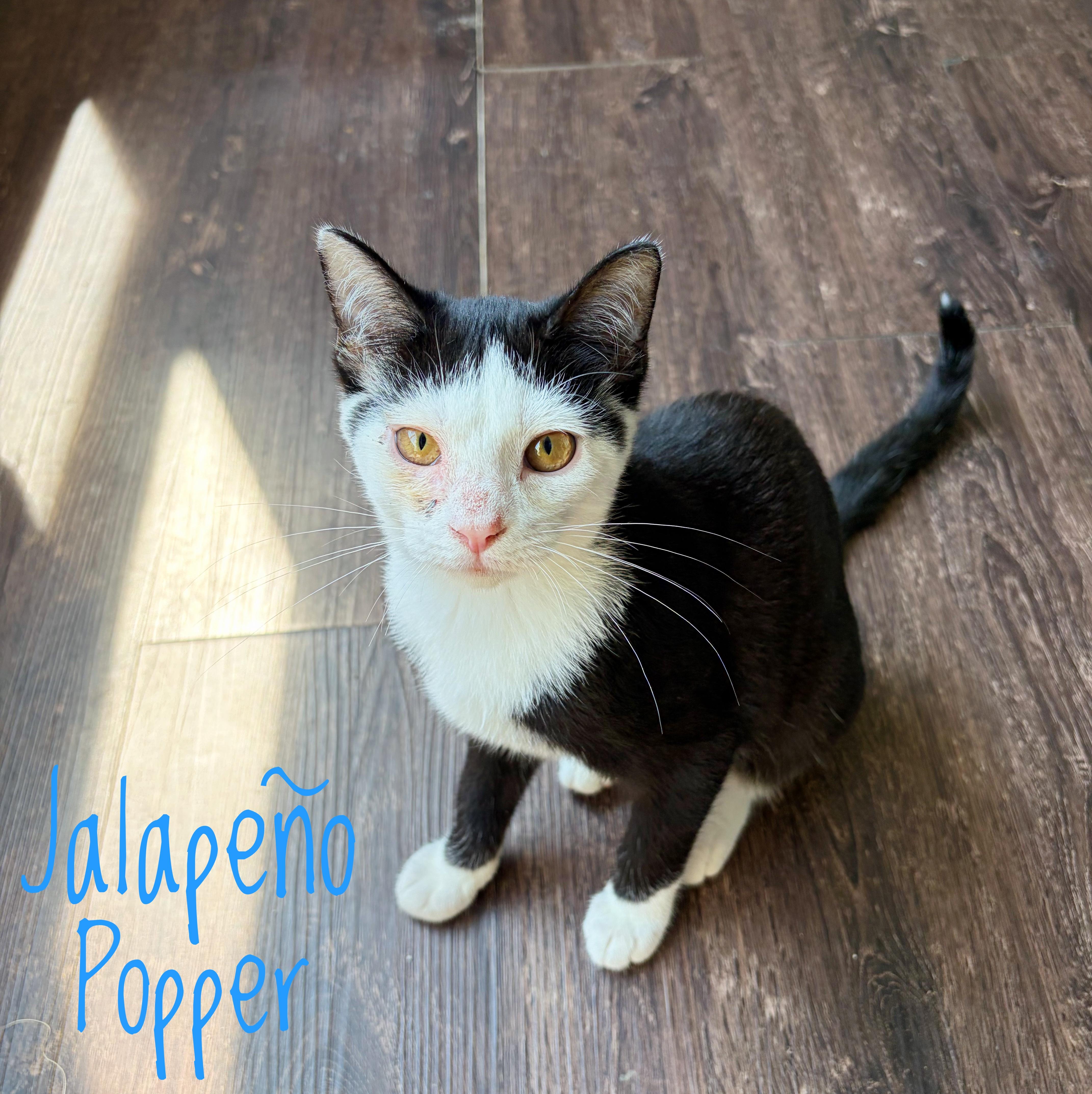 Enlarge Jalapeño Popper, a Adoptable Domestic Short Hair in Bethel, OH image 1/1