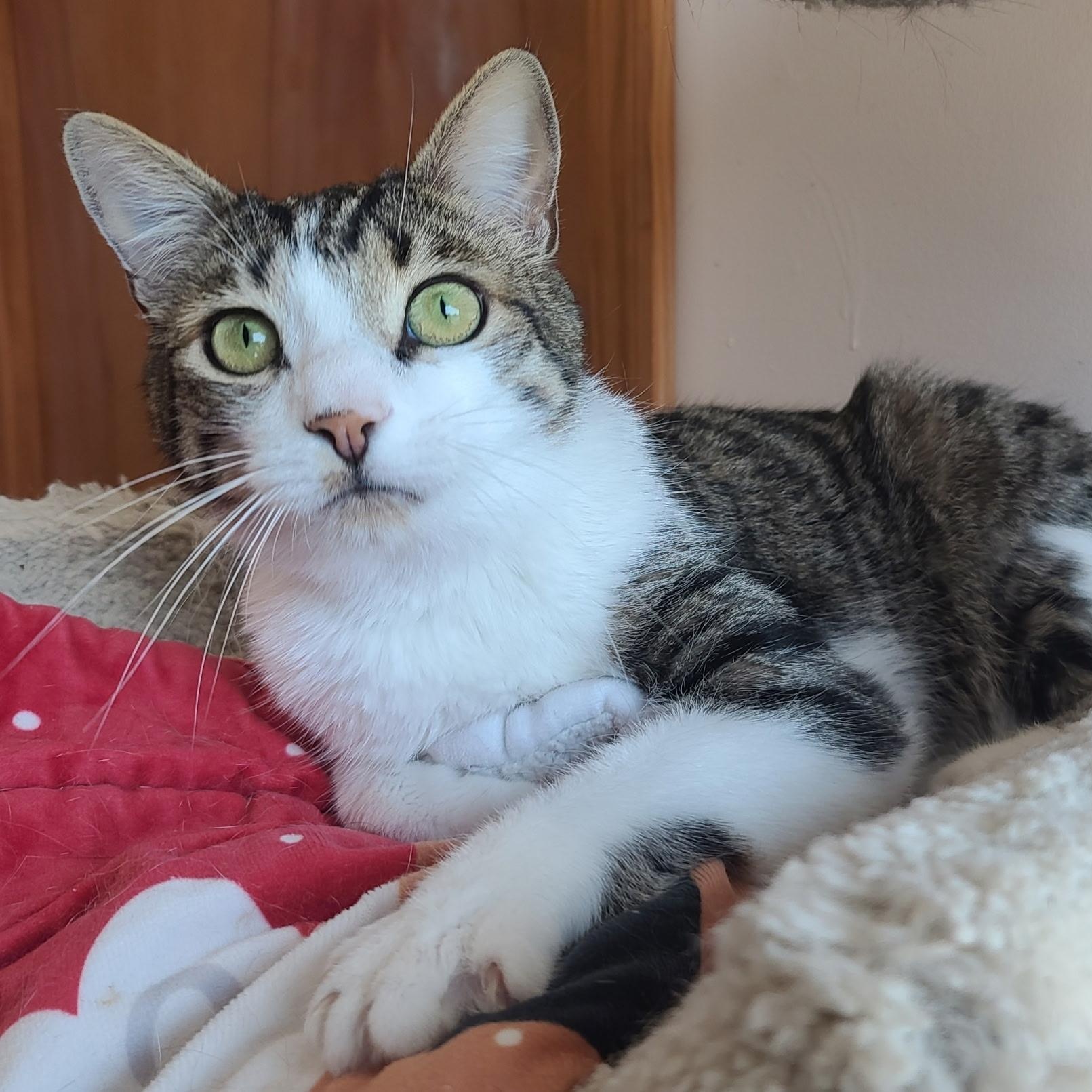 Knoll, adoptable, Adult Male Domestic Short Hair & Tabby.