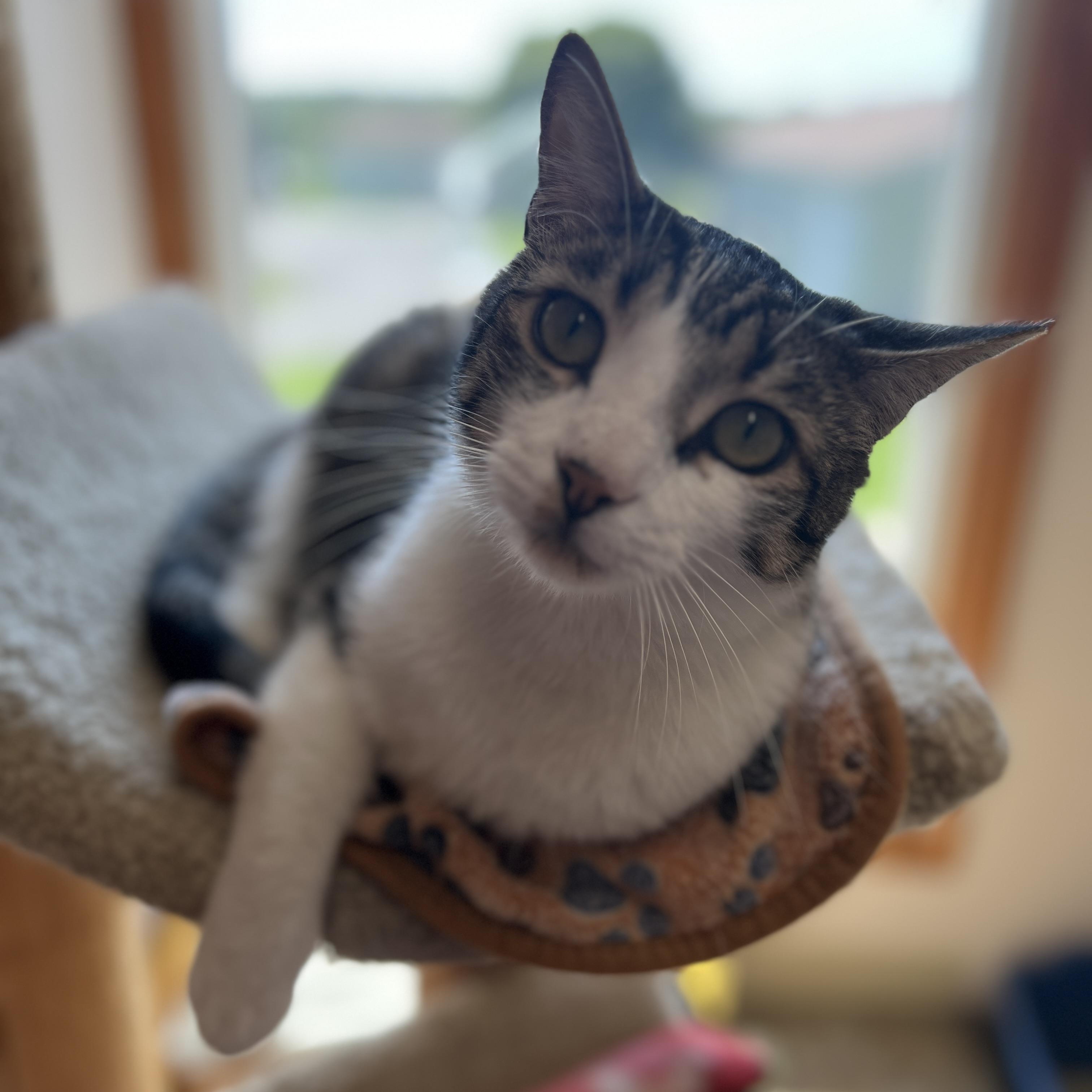Enlarge Knoll, an adoptable mixed breed in Germansville, PA image 5/5