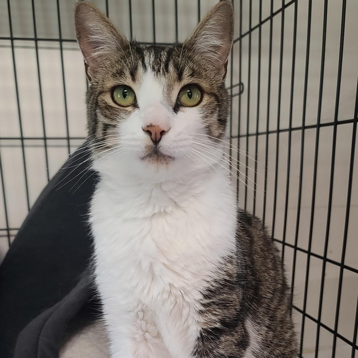 Knoll, an adoptable mixed breed in Germansville, PA image 5/5